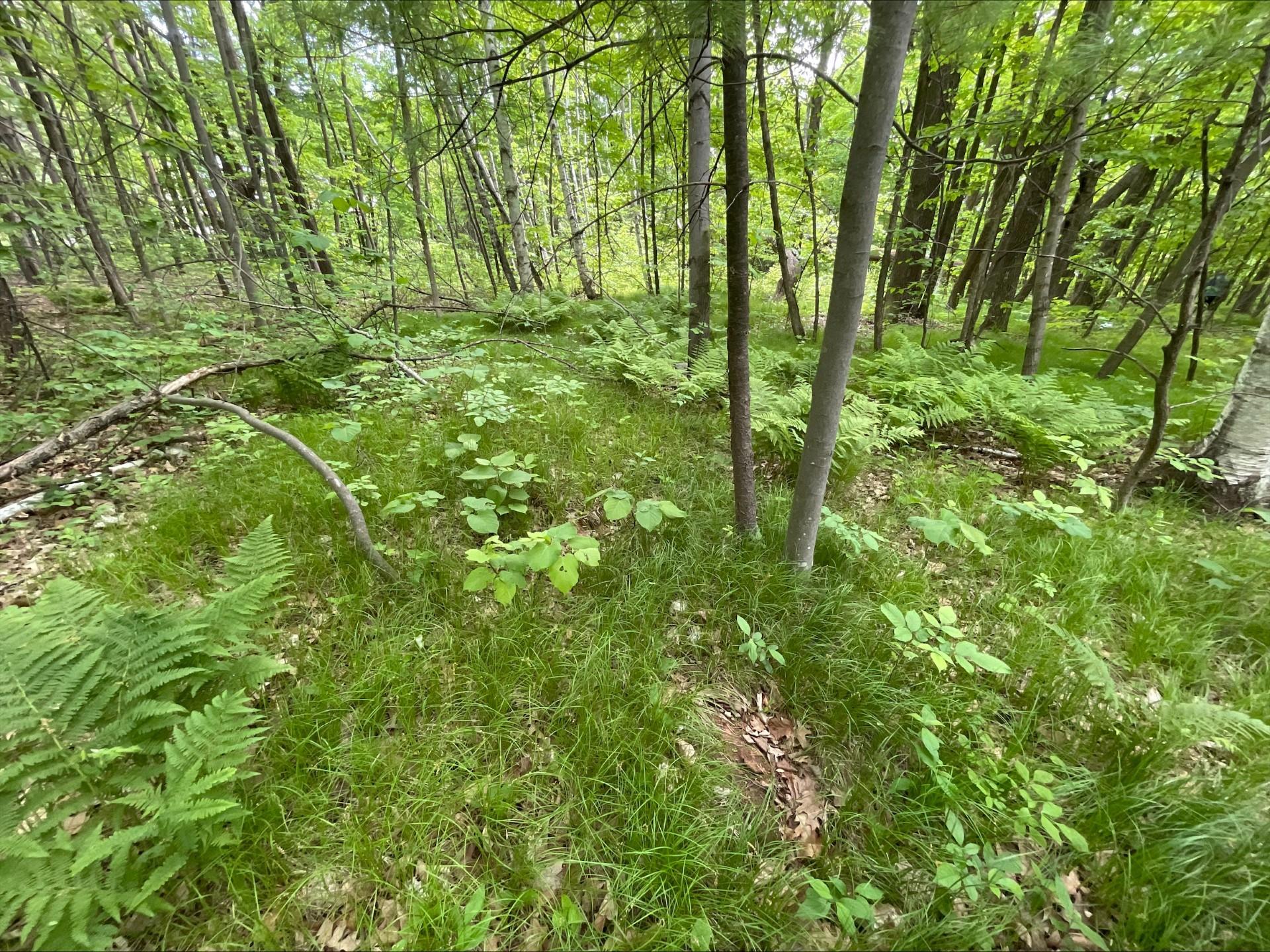 25945 Pine View Beach Trail Property Photo 2