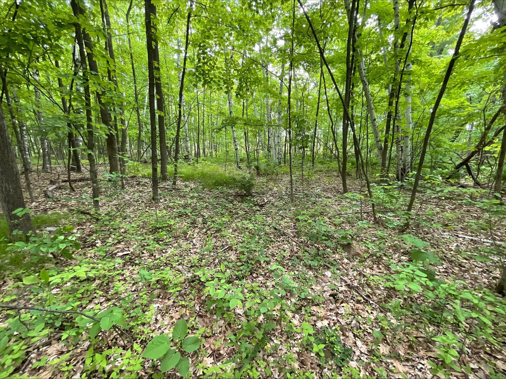 25945 Pine View Beach Trail Property Photo 4