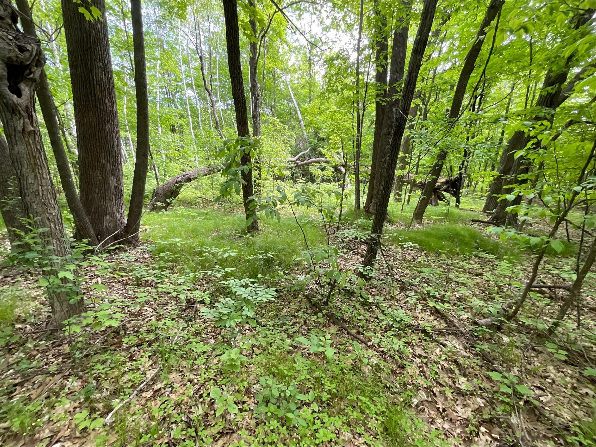 25945 Pine View Beach Trail Property Photo 5