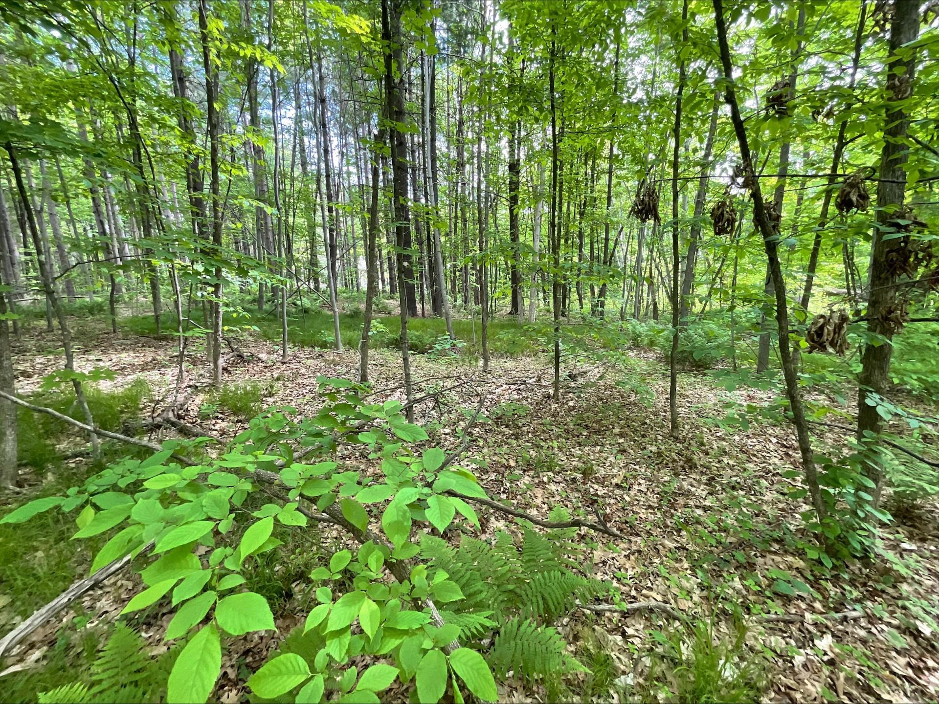 25945 Pine View Beach Trail Property Photo 7