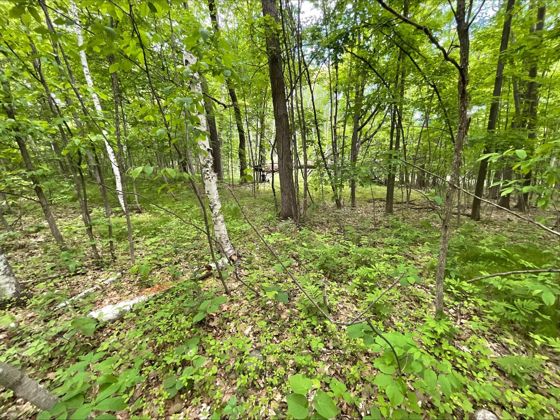 25945 Pine View Beach Trail Property Photo 8