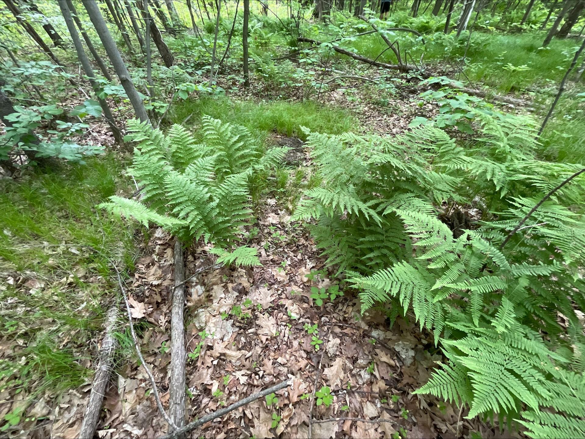 25945 Pine View Beach Trail Property Photo 9