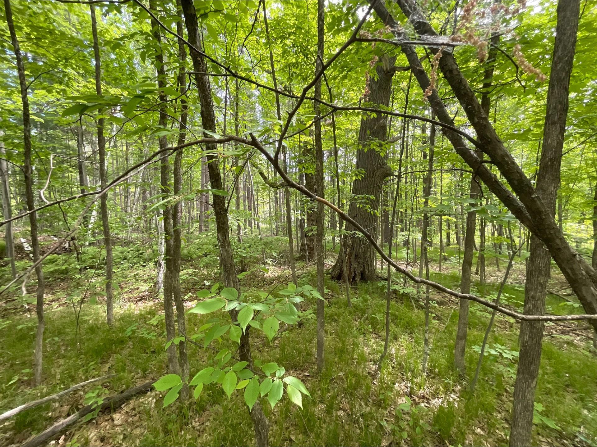 25945 Pine View Beach Trail Property Photo 15