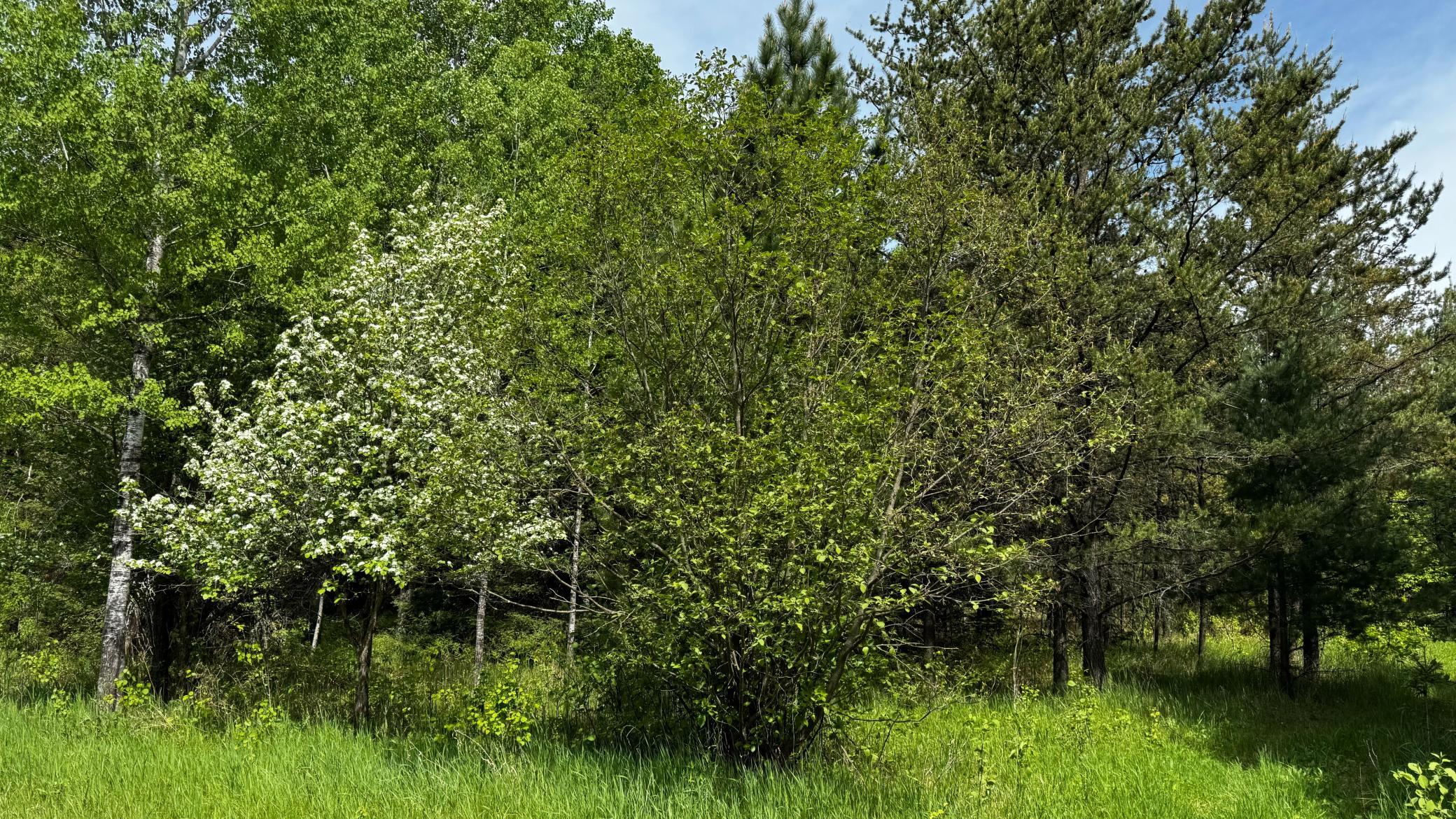 Tbd-b Hwy 169 Property Photo 9