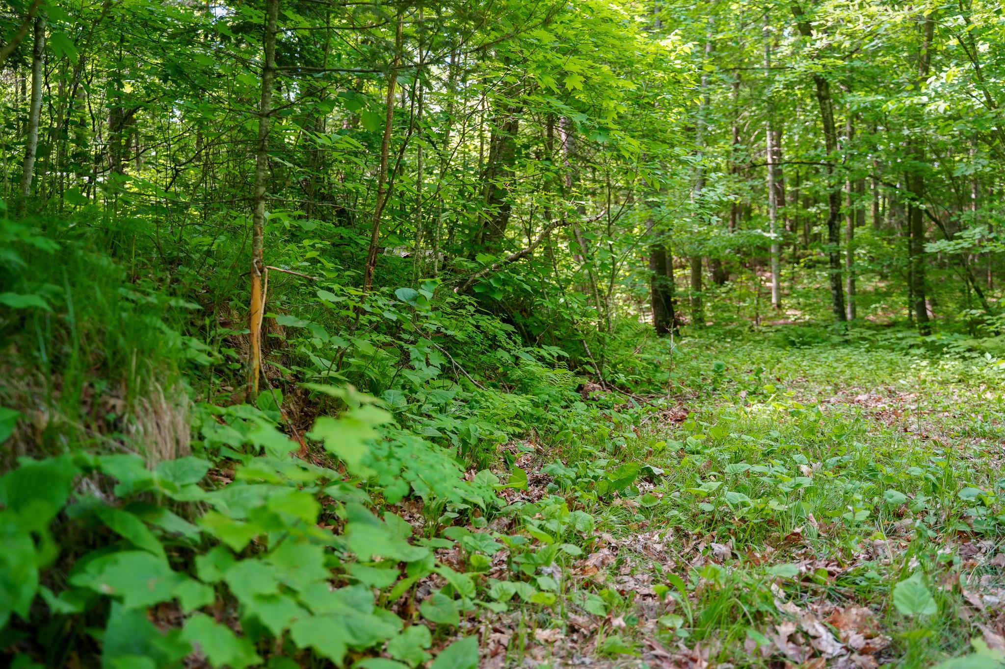 Tbd County Highway 47 Property Photo 36