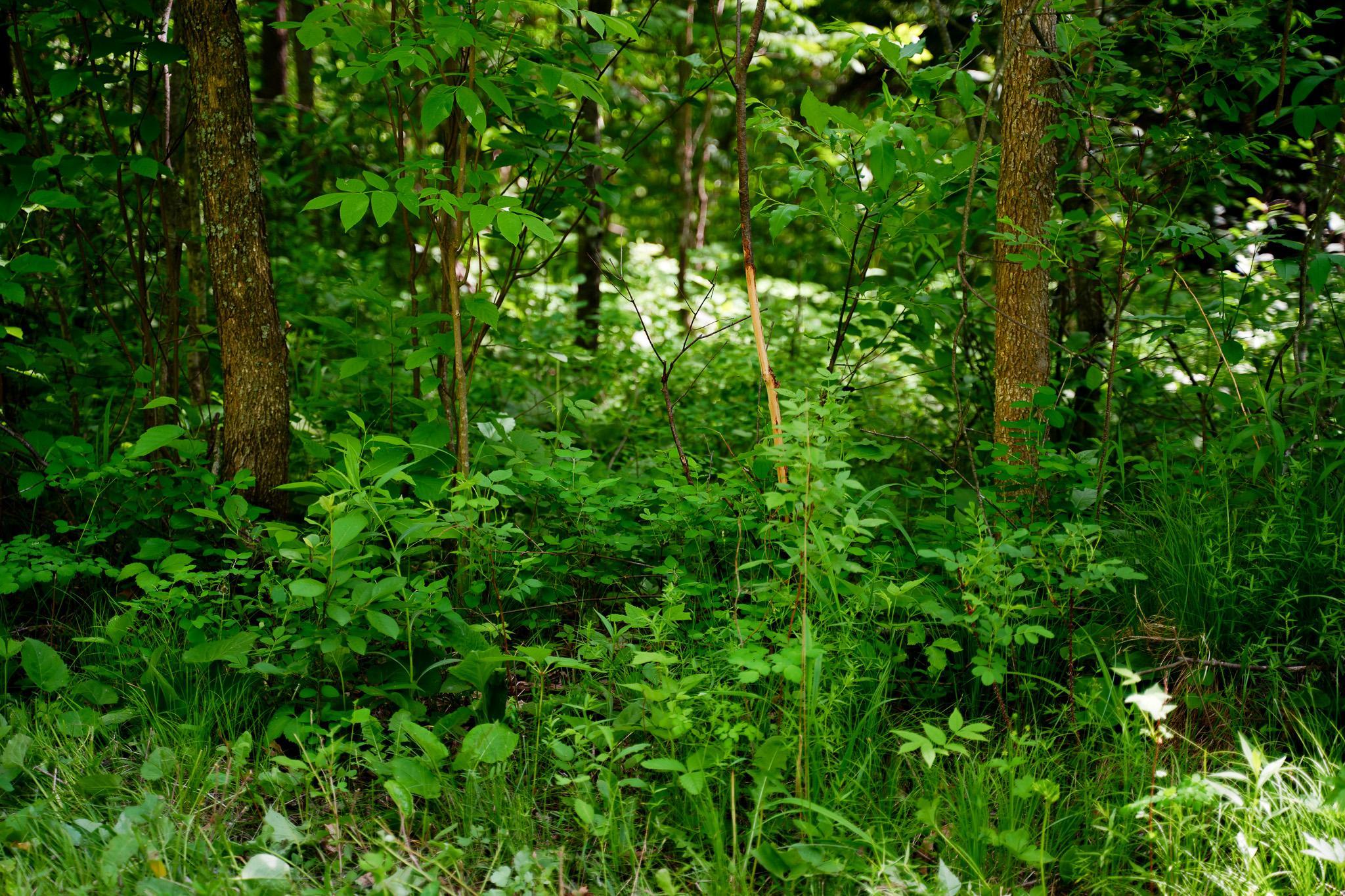 Tbd County Highway 47 Property Photo 45