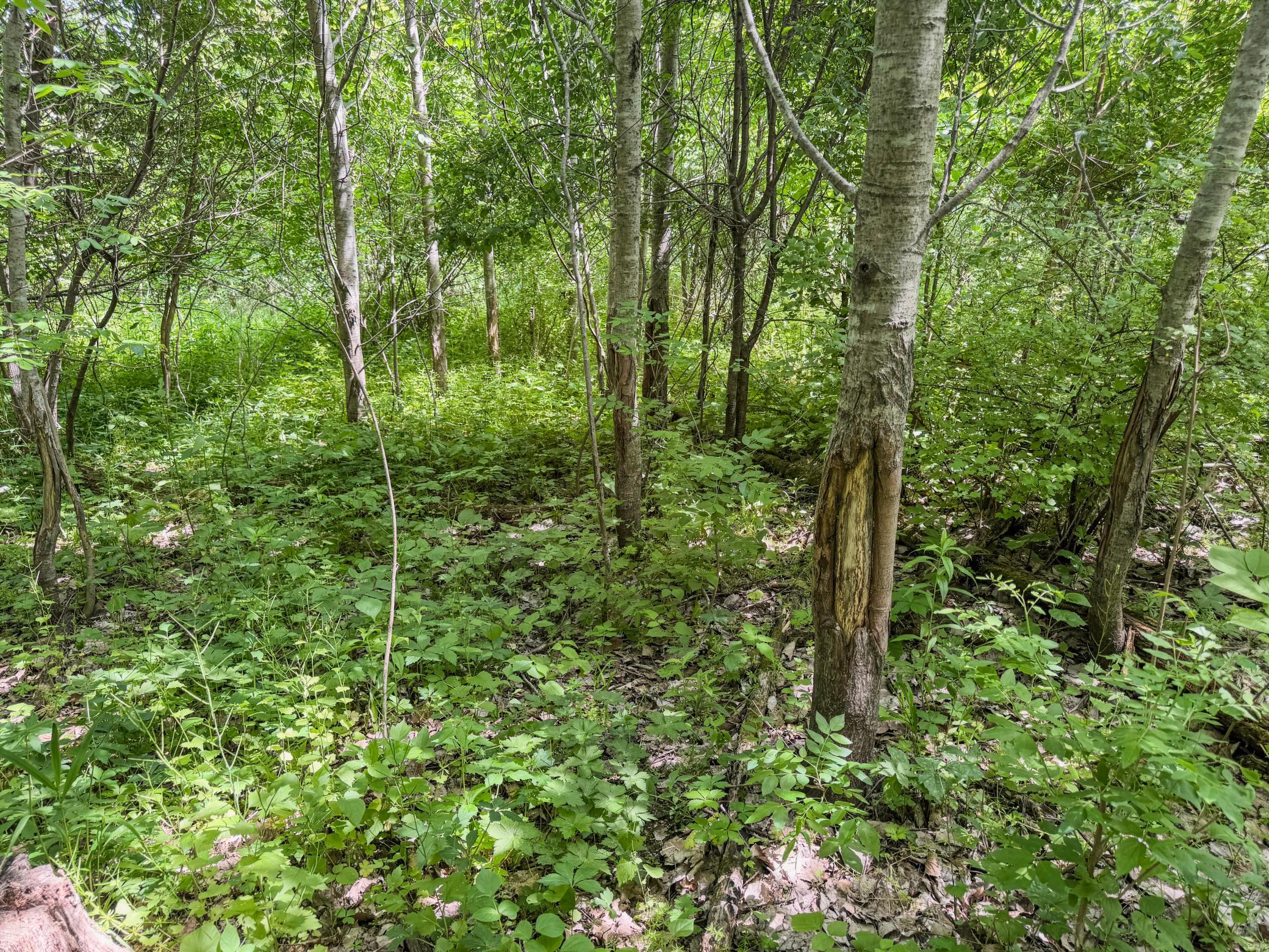 00 Dopp Property Photo 28