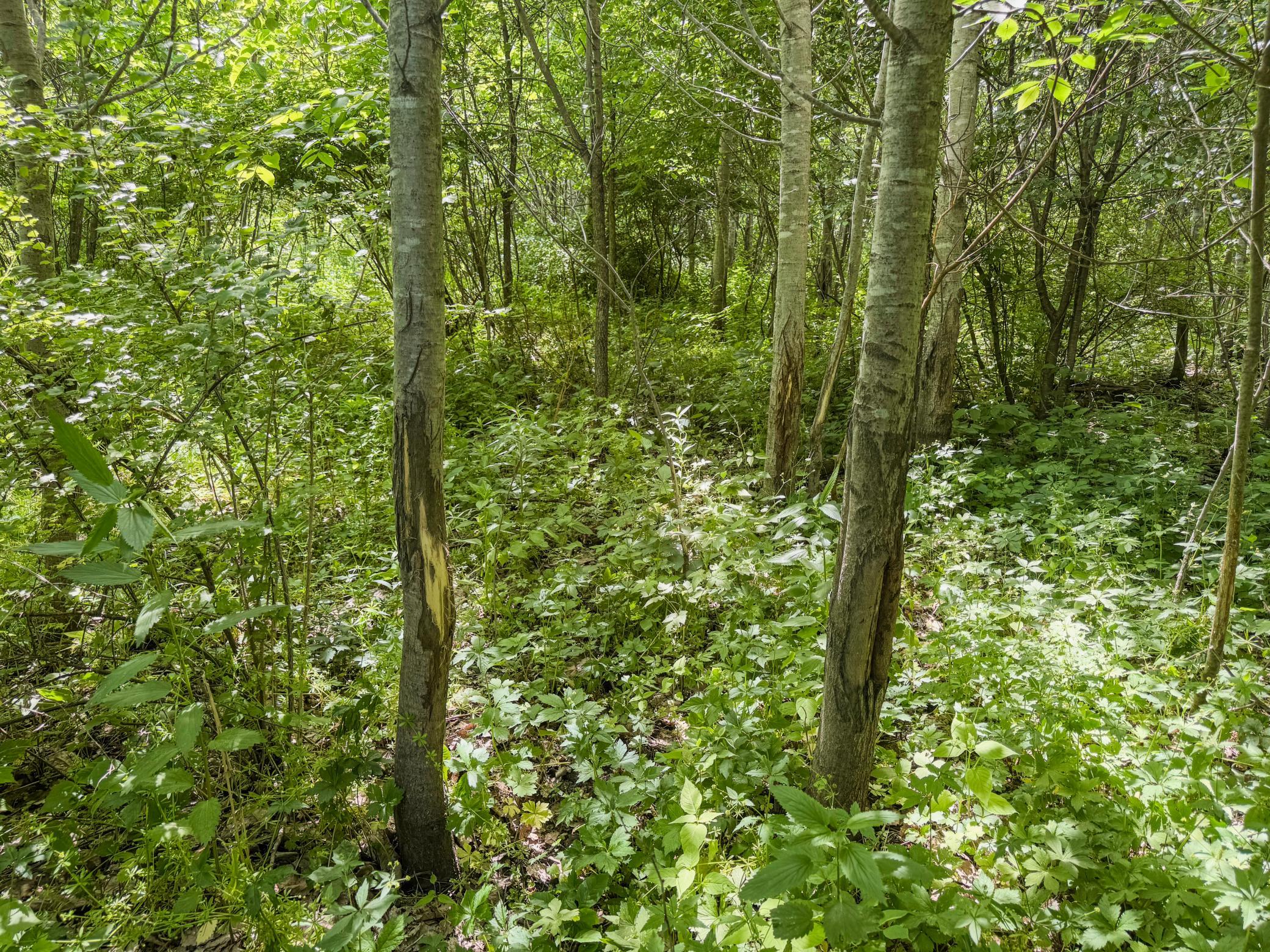00 Dopp Property Photo 29