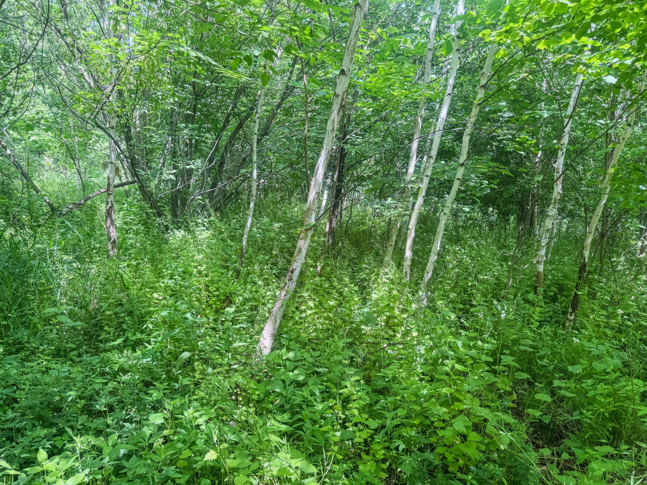 00 Dopp Property Photo 35