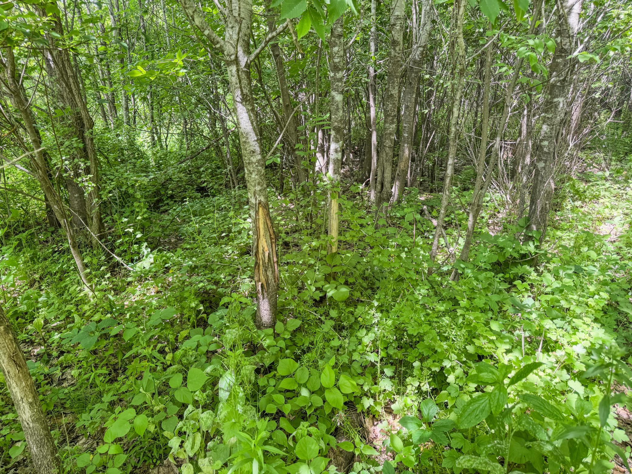 00 Dopp Property Photo 36