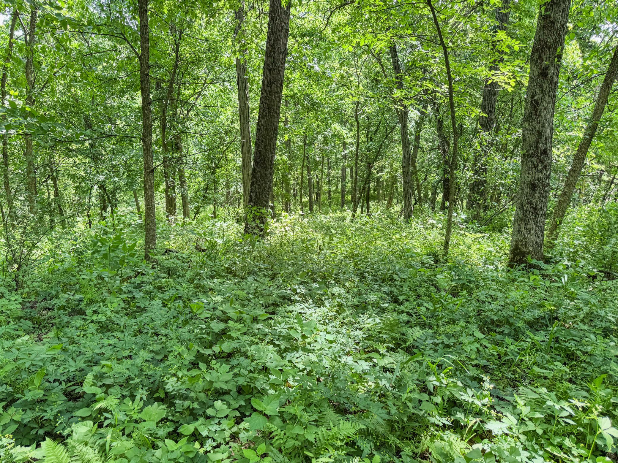 00 Dopp Property Photo 45