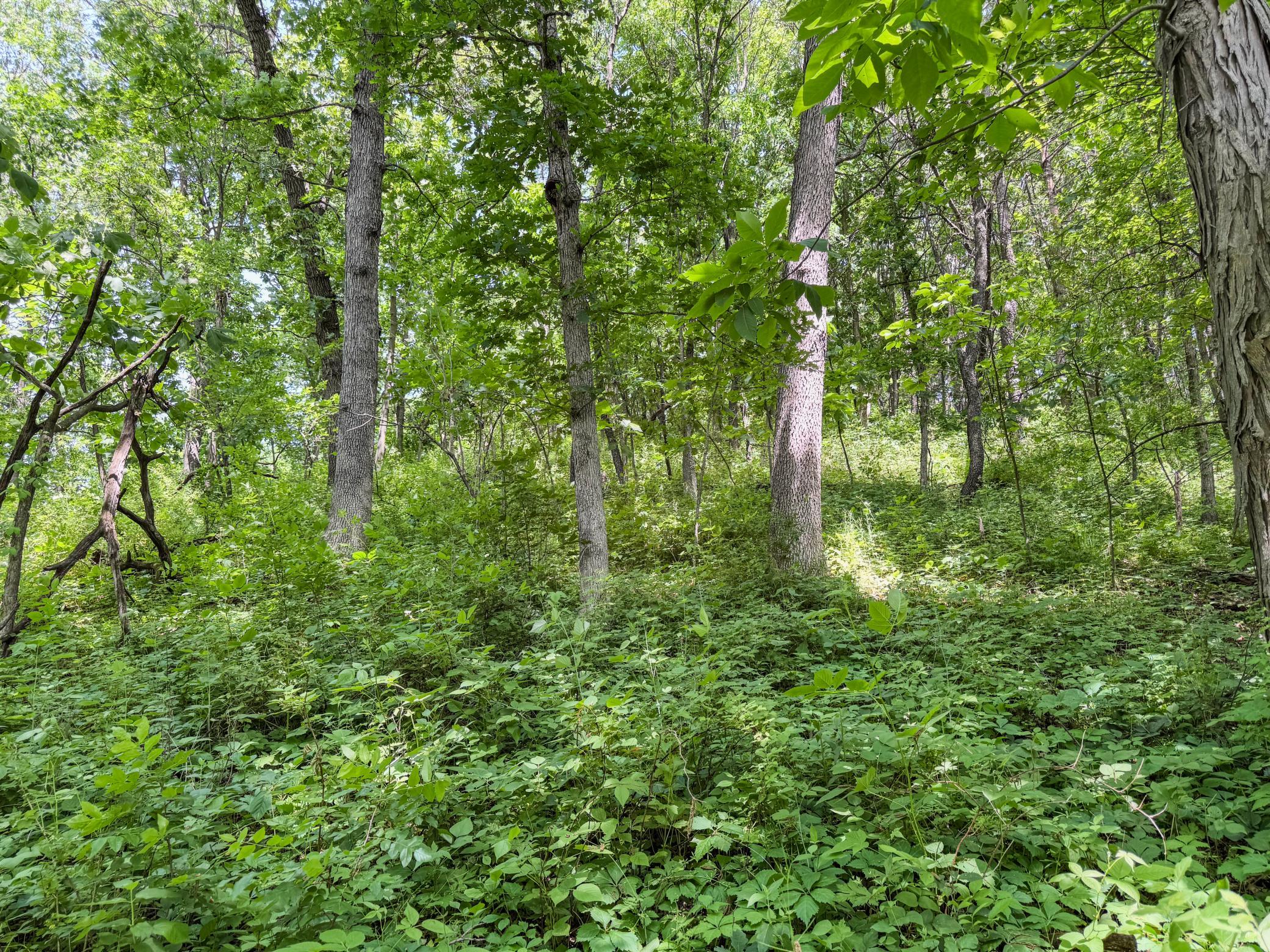 00 Dopp Property Photo 62