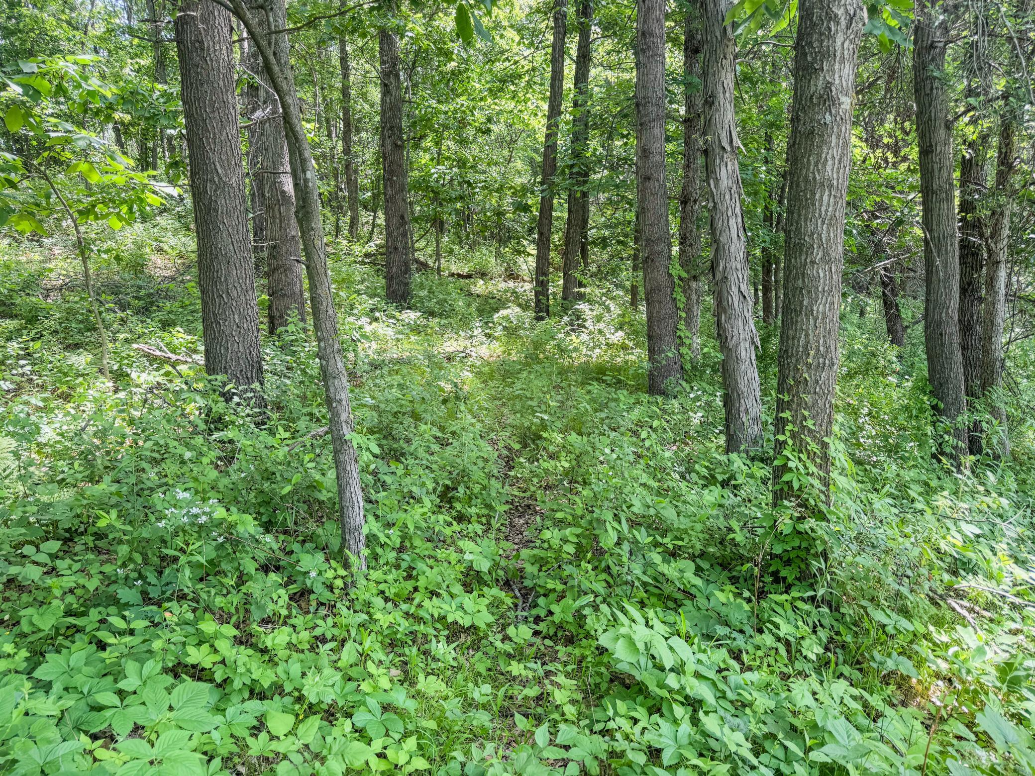 00 Dopp Property Photo 68
