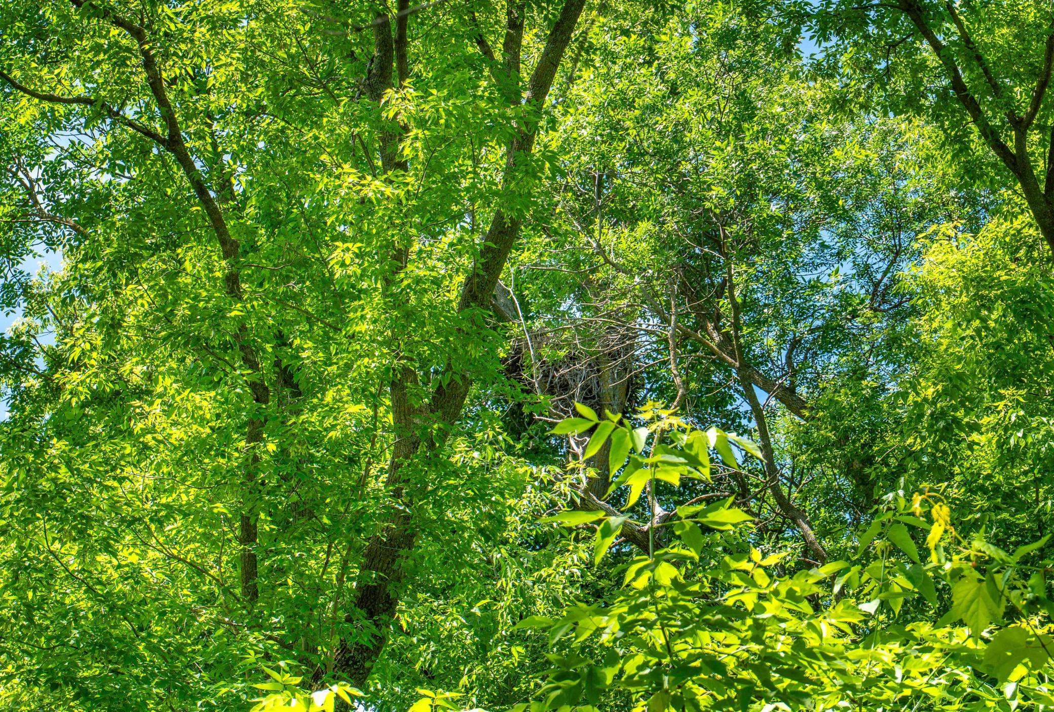 37598 2nd Star Isle Property Photo 54