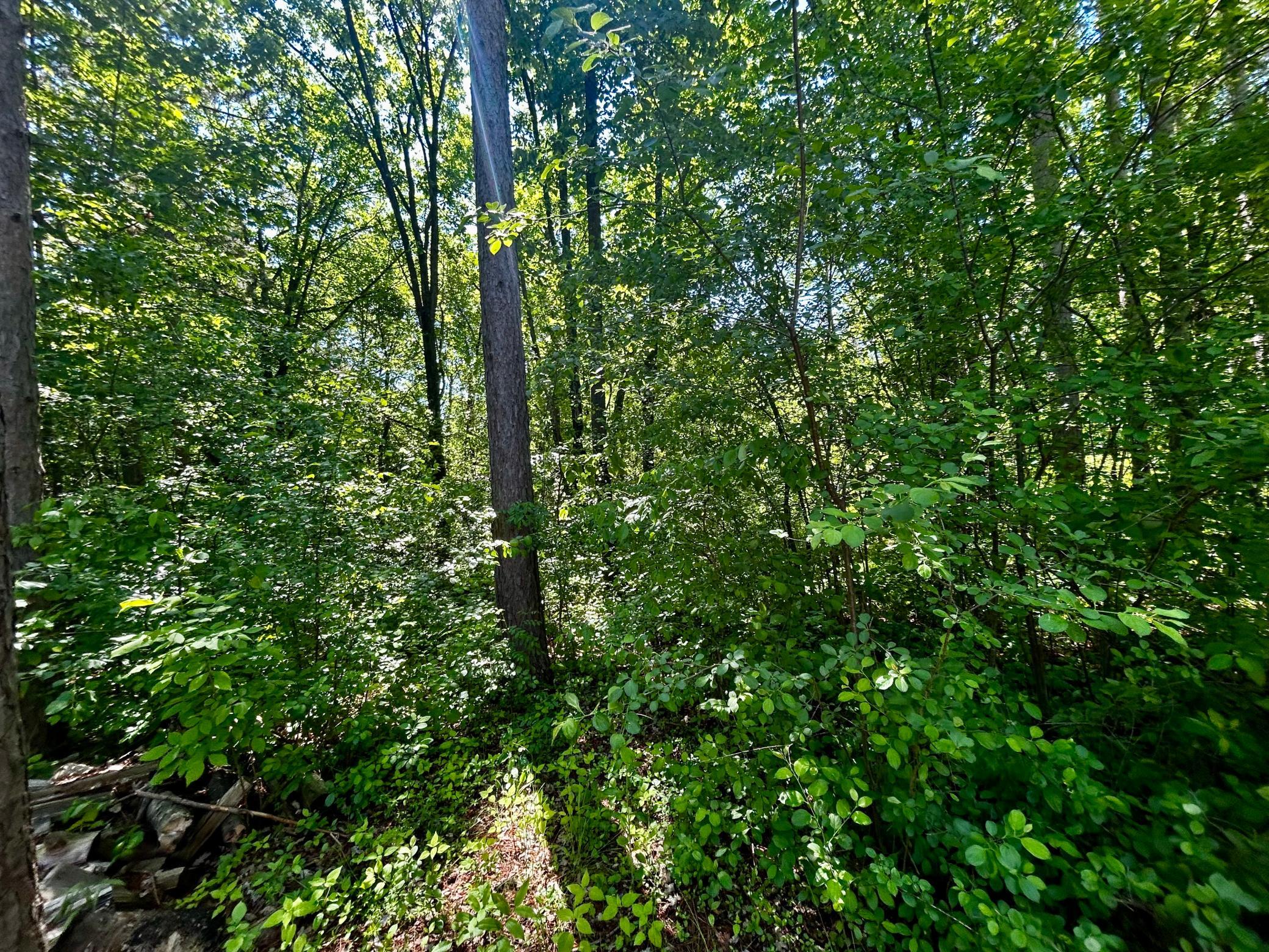 2638 Pine Lane Property Photo 35
