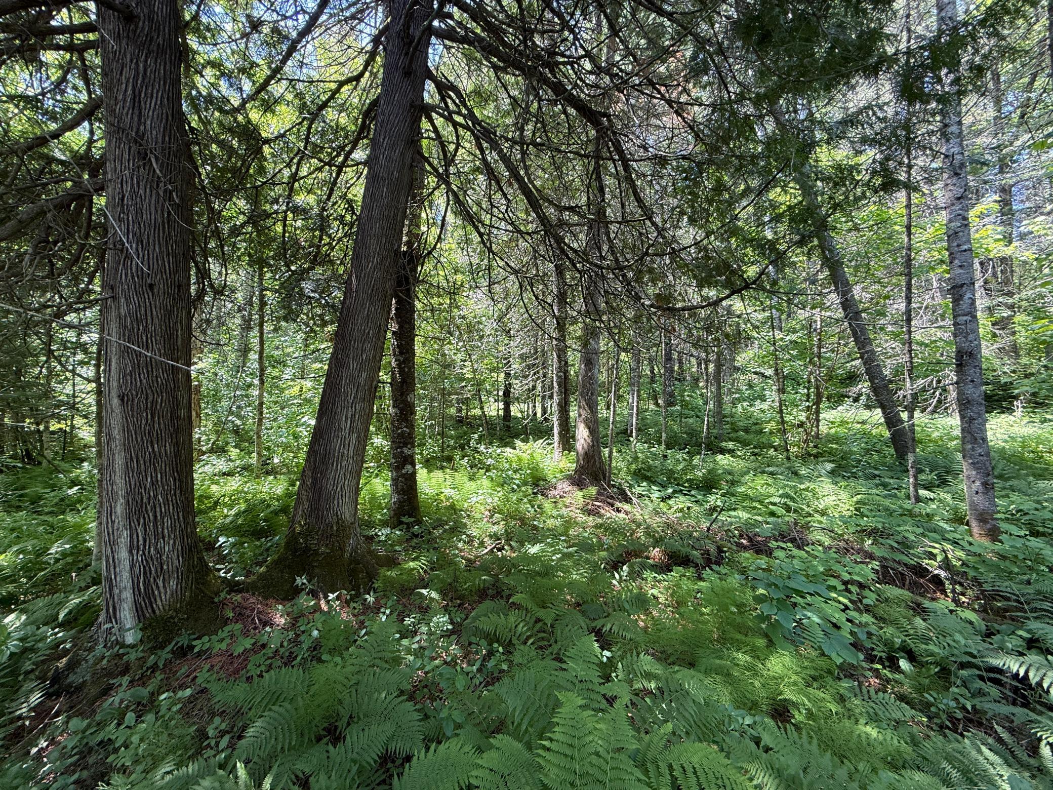 Tbd Arnold Rd. Property Photo 34