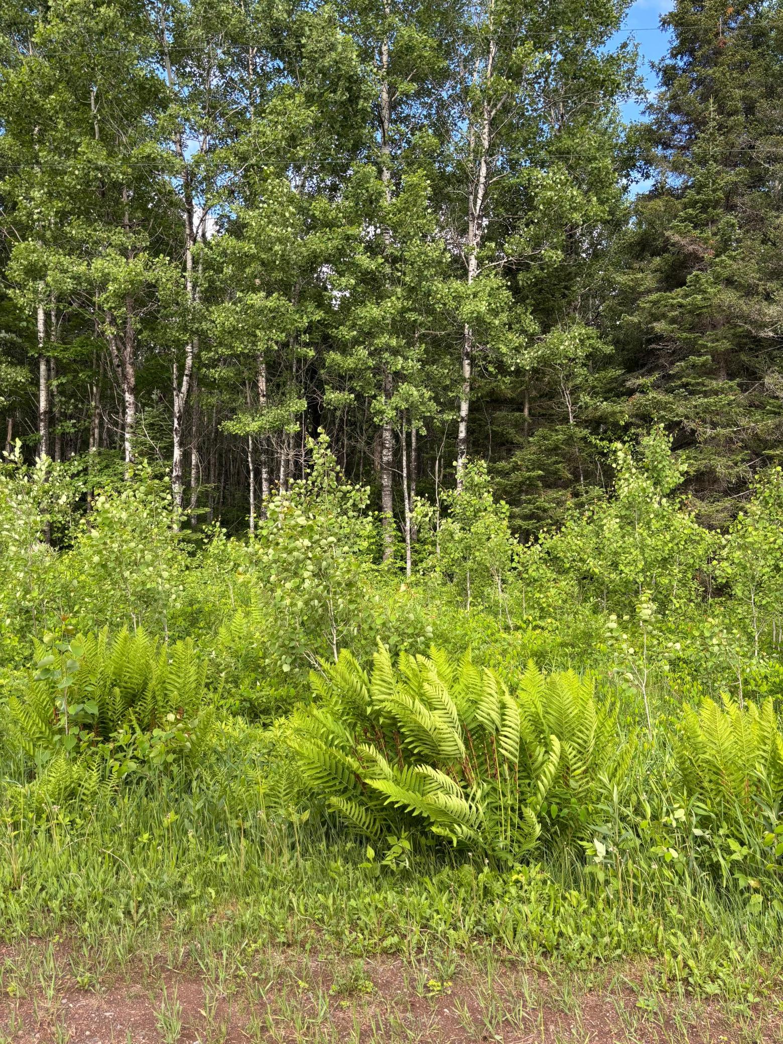 Xxx Town Line Road Property Photo 2