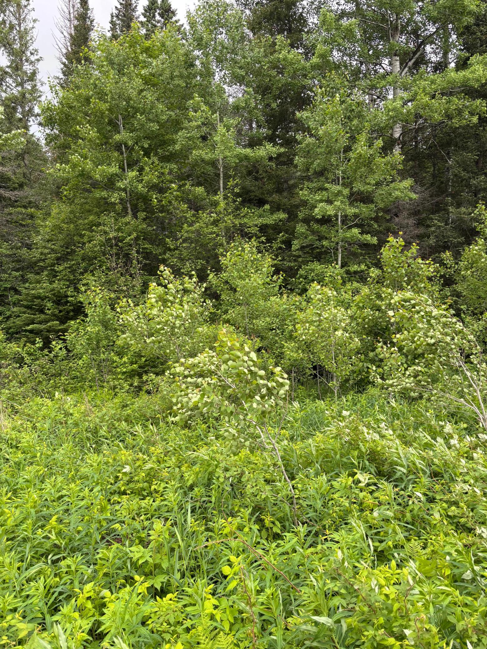 Xxx Town Line Road Property Photo 4