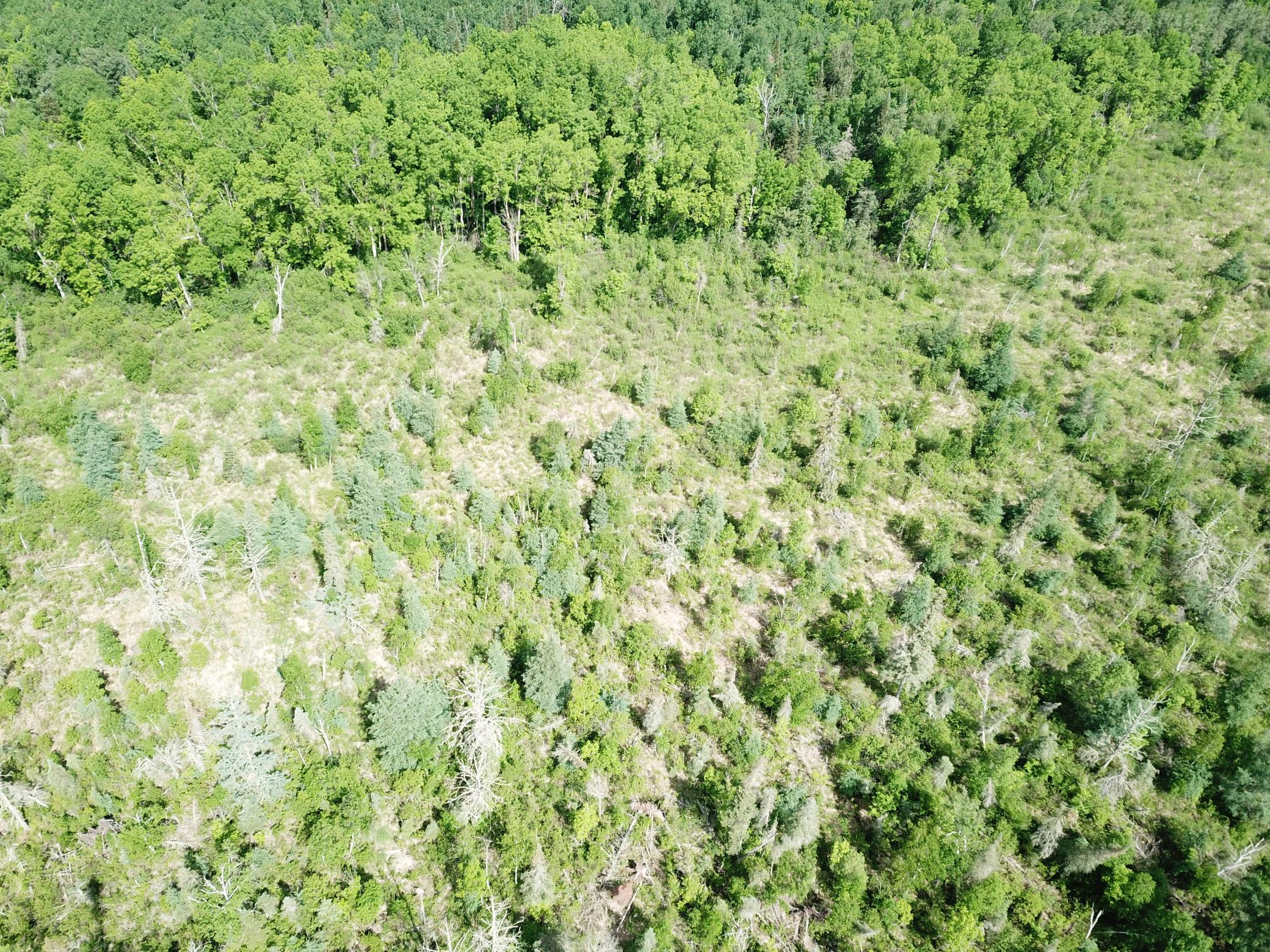 Tbd1 Mud Lake Road Property Photo 11