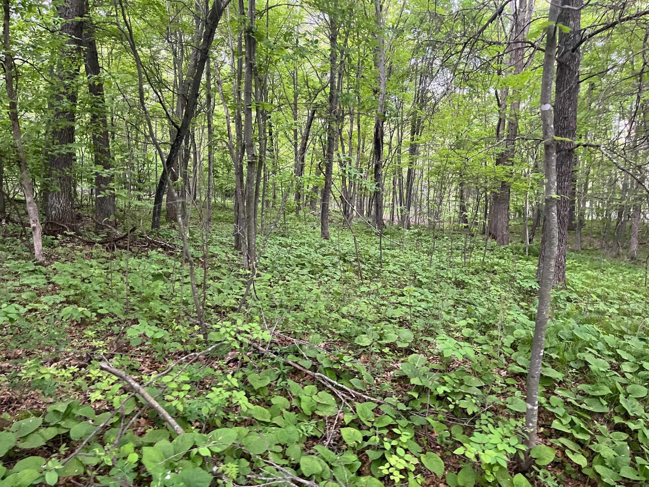 Tbd Crust Road Property Photo 21
