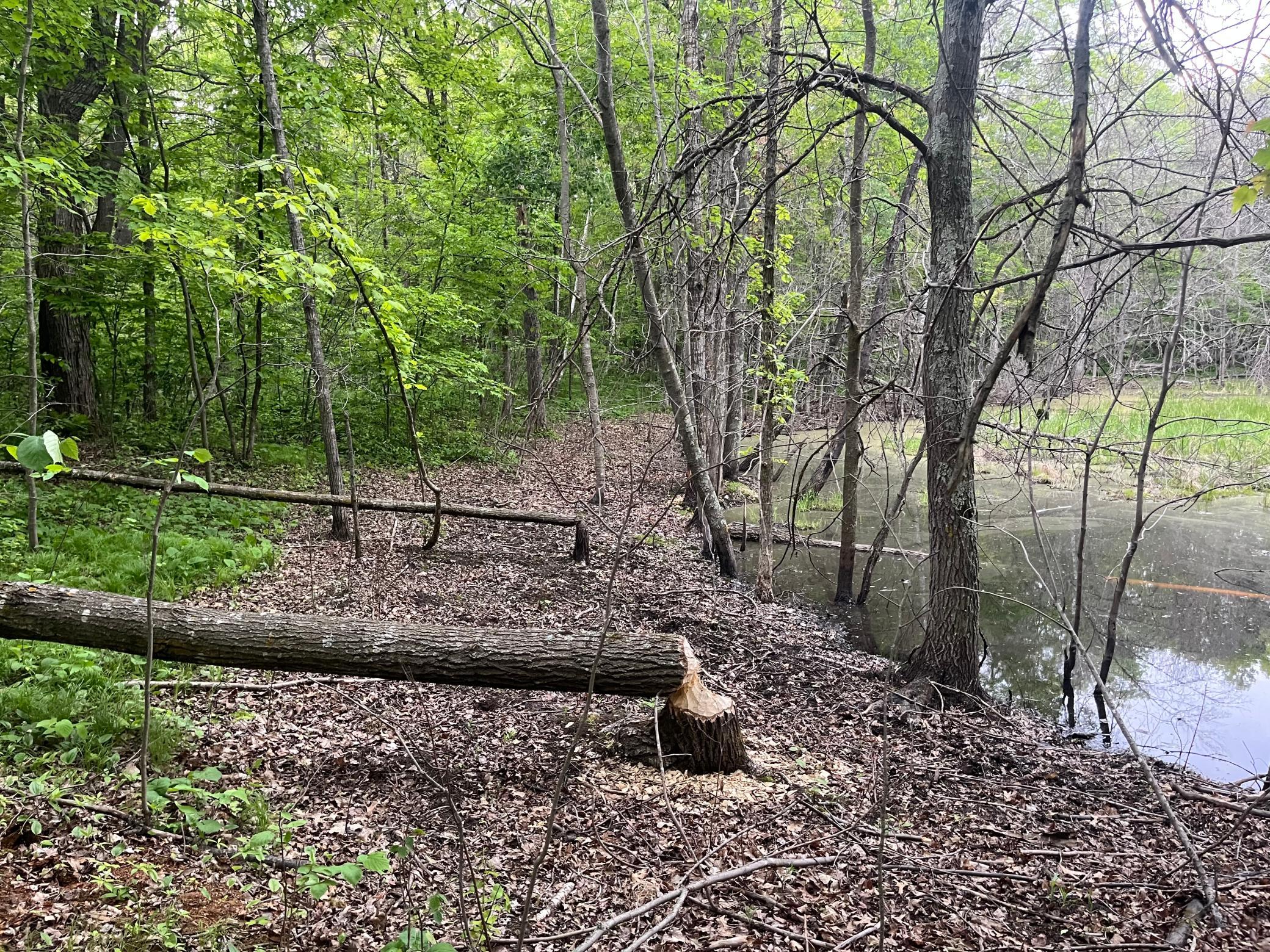 Tbd Crust Road Property Photo 22