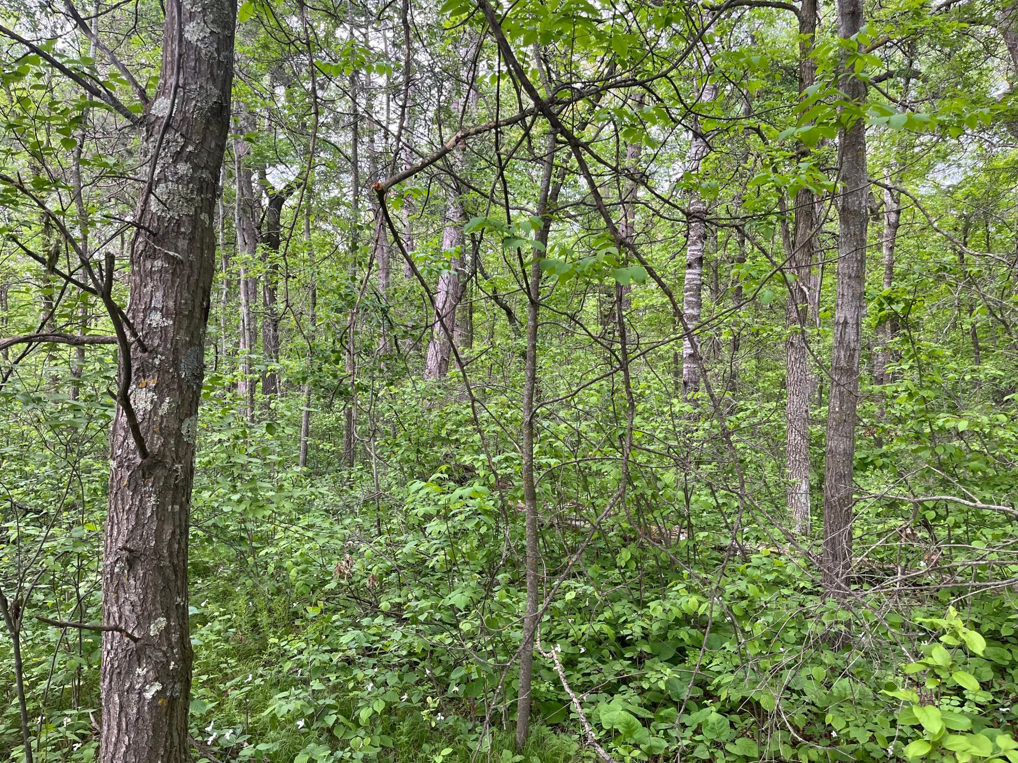 Tbd Crust Road Property Photo 27