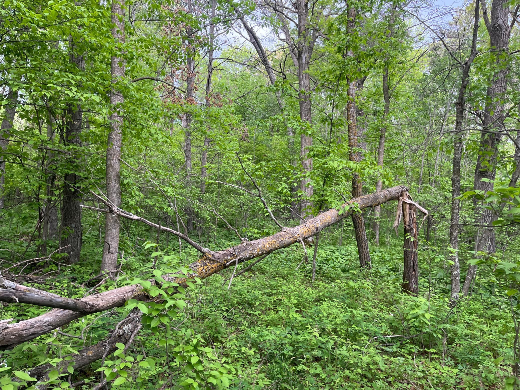 Tbd Crust Road Property Photo 28
