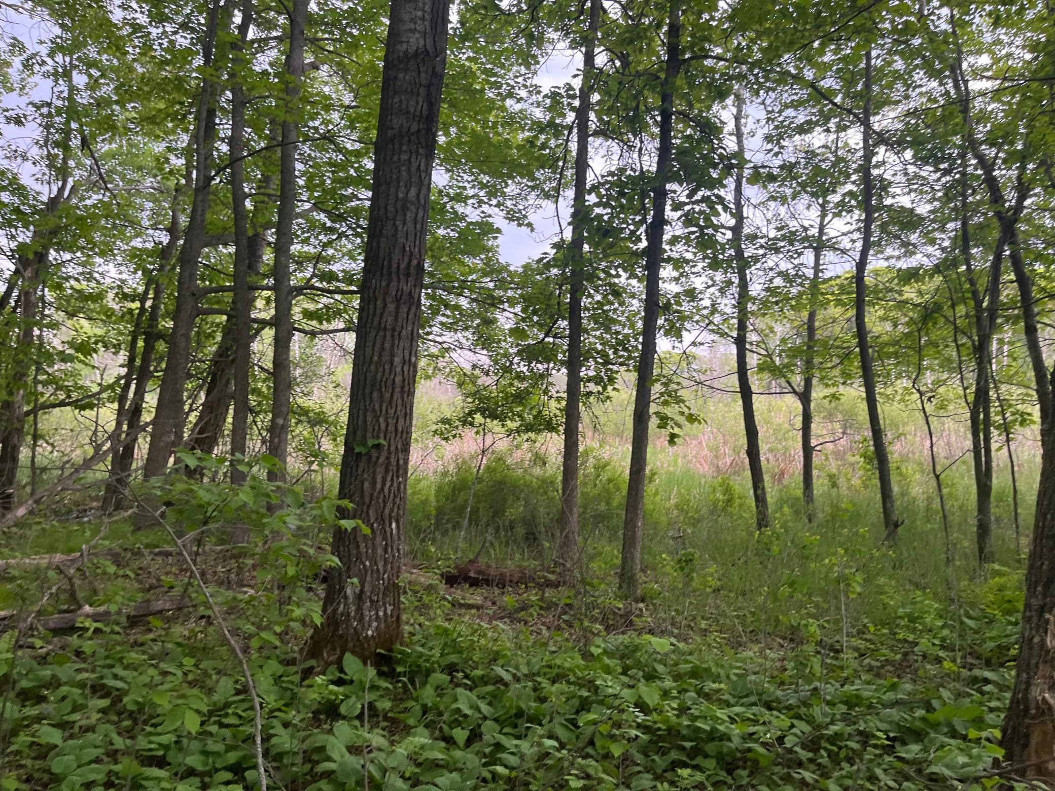 Tbd Crust Road Property Photo 37