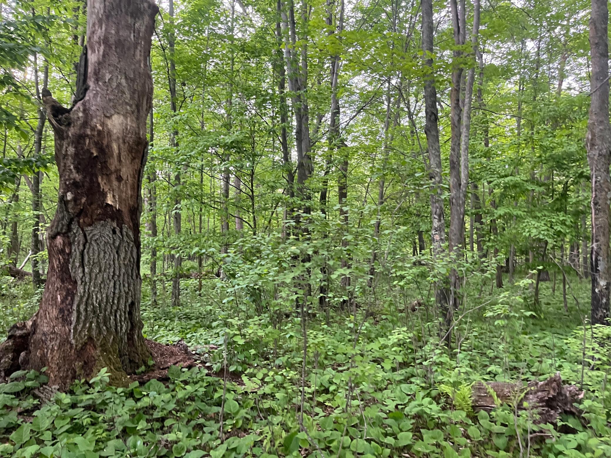 Tbd Crust Road Property Photo 38