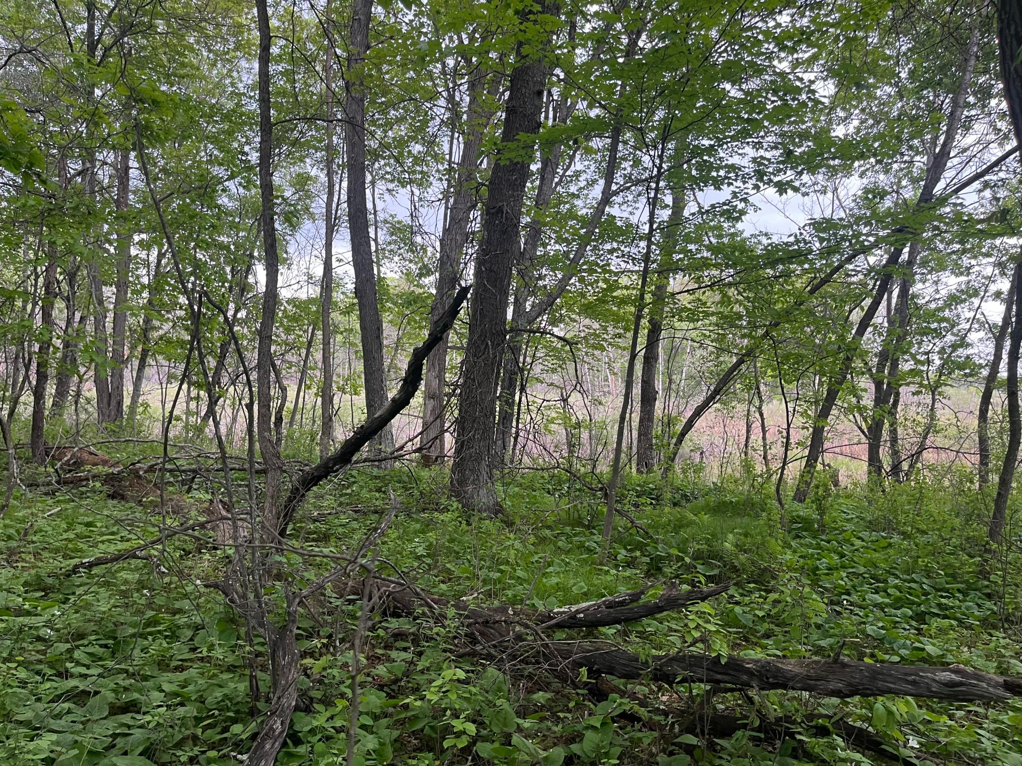 Tbd Crust Road Property Photo 40
