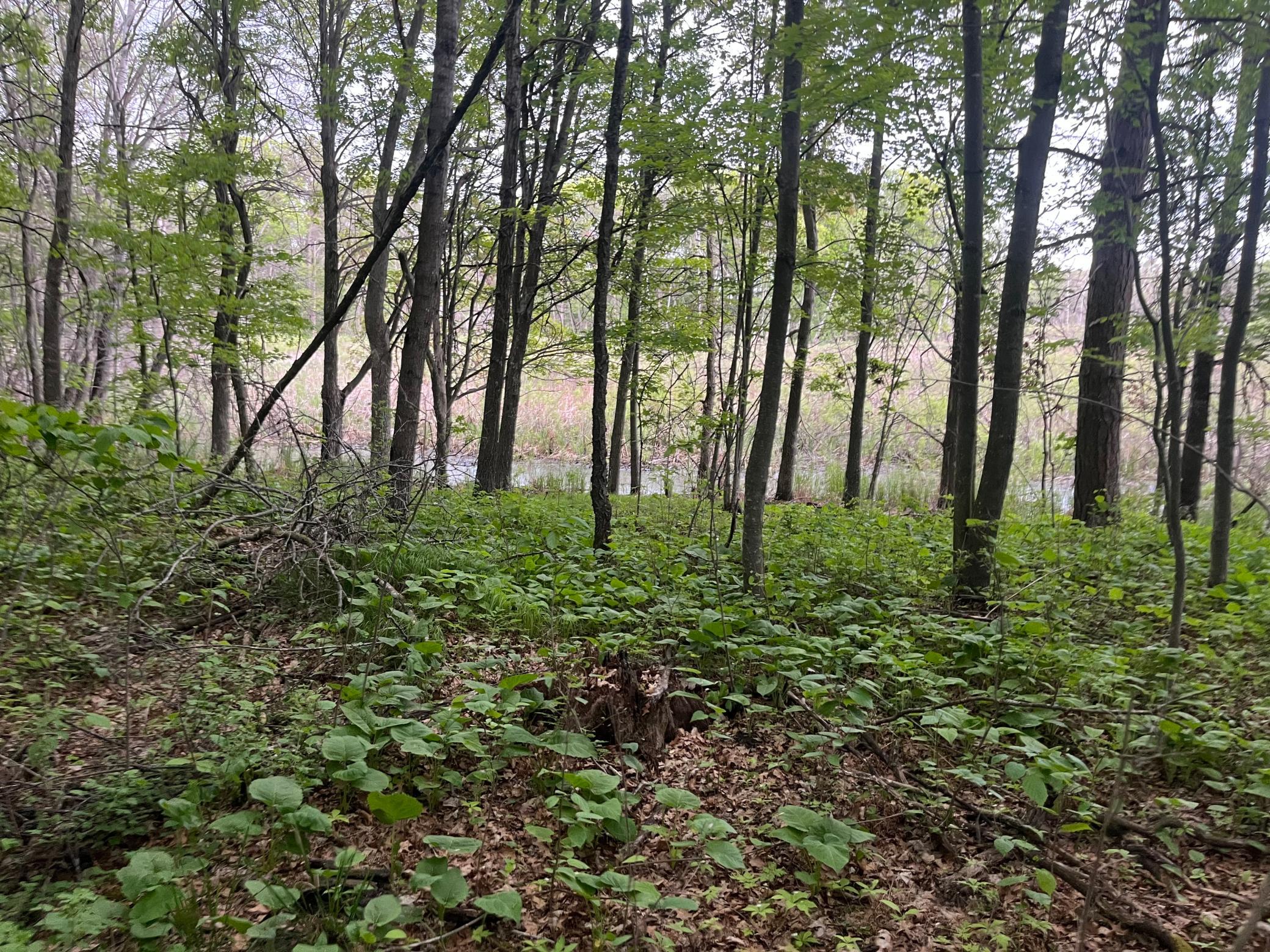 Tbd Crust Road Property Photo 43