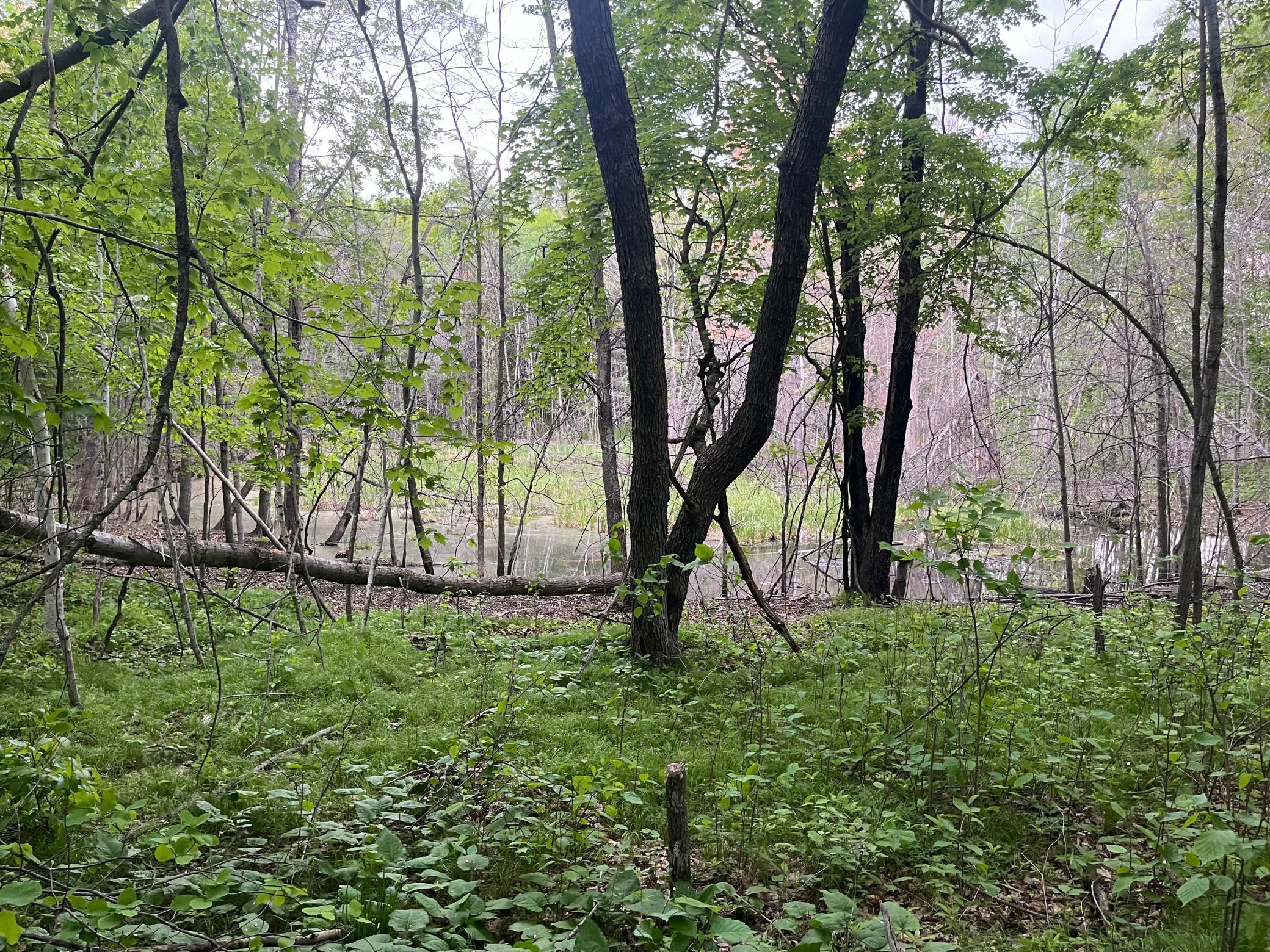 Tbd Crust Road Property Photo 46