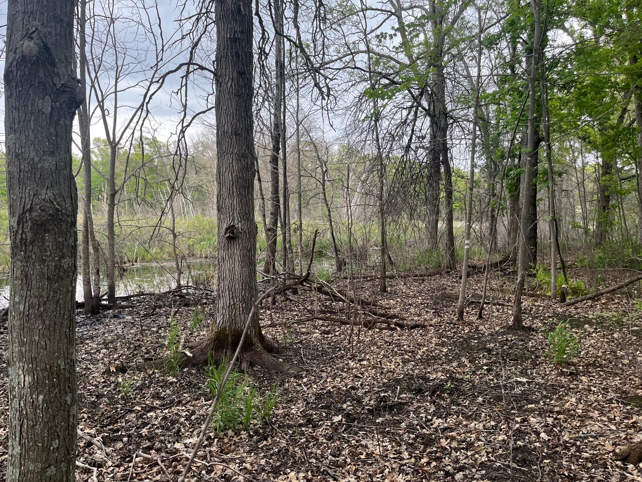 Tbd Crust Road Property Photo 50