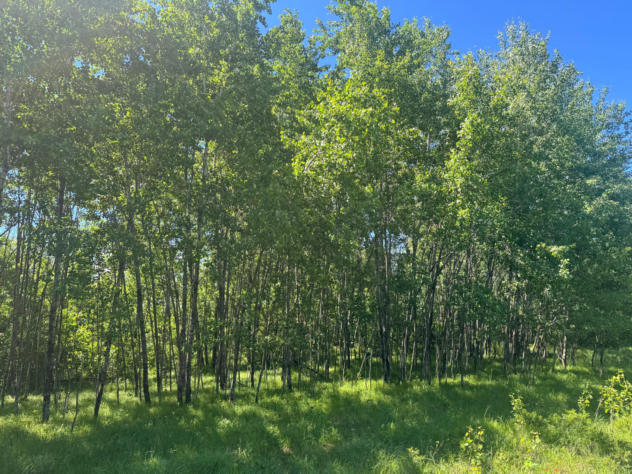 15043 S Thorn Lake Loop Property Photo 9