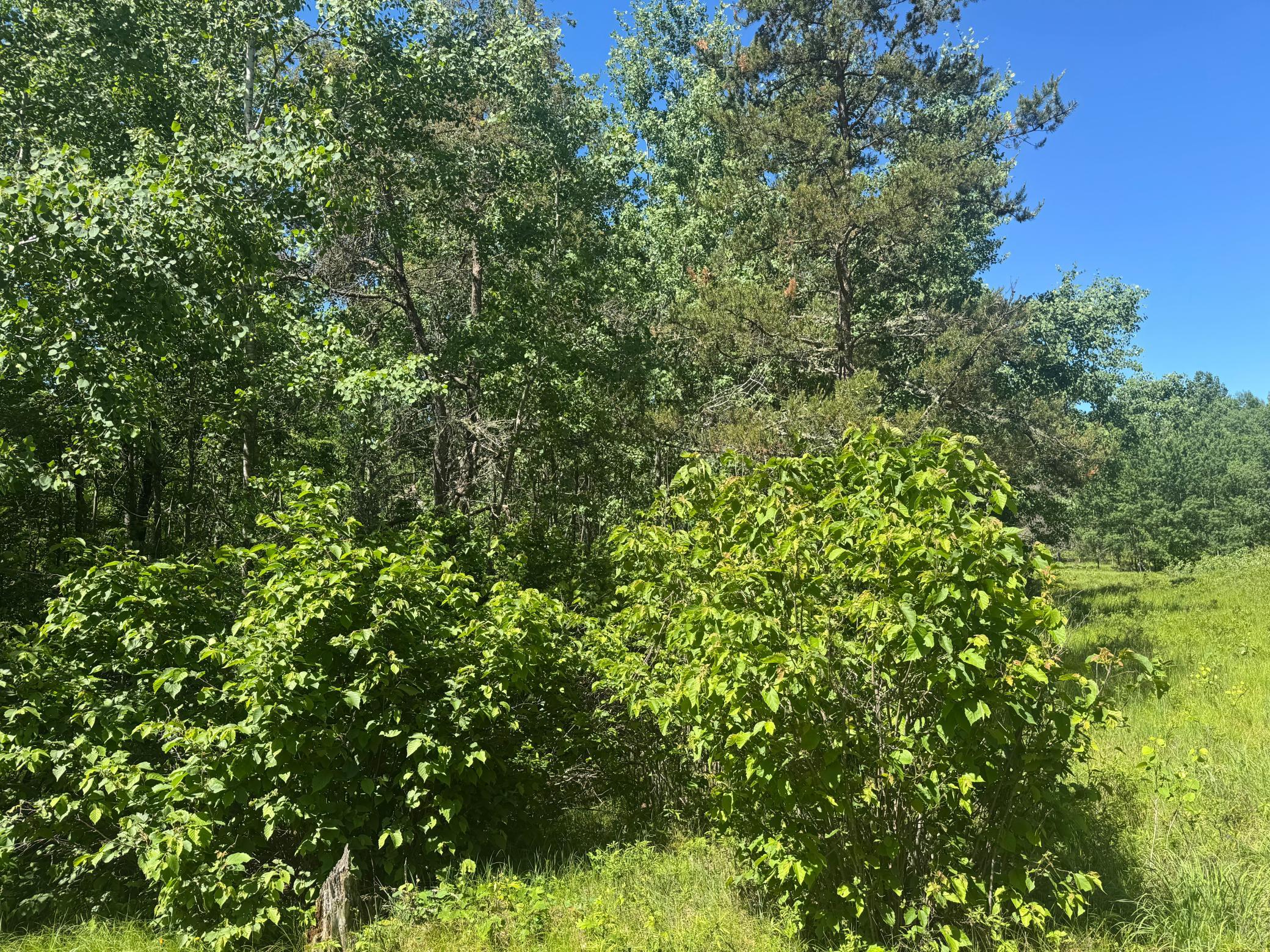 15043 S Thorn Lake Loop Property Photo 15