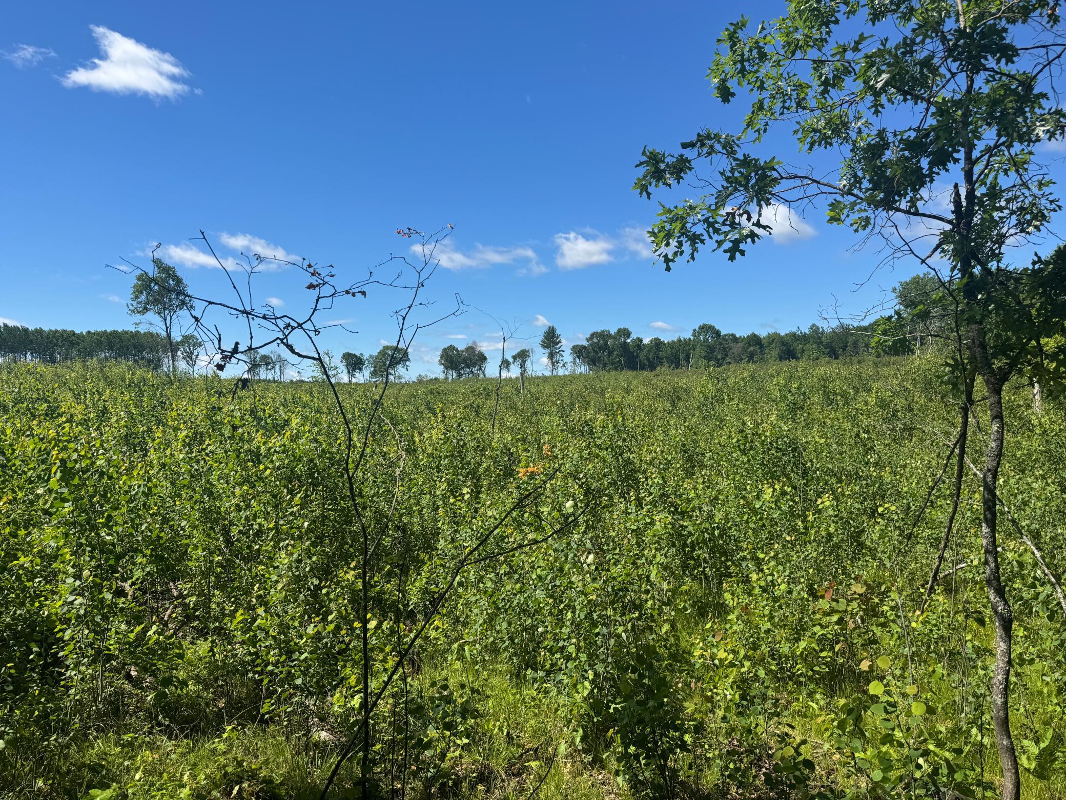 15043 S Thorn Lake Loop Property Photo 23