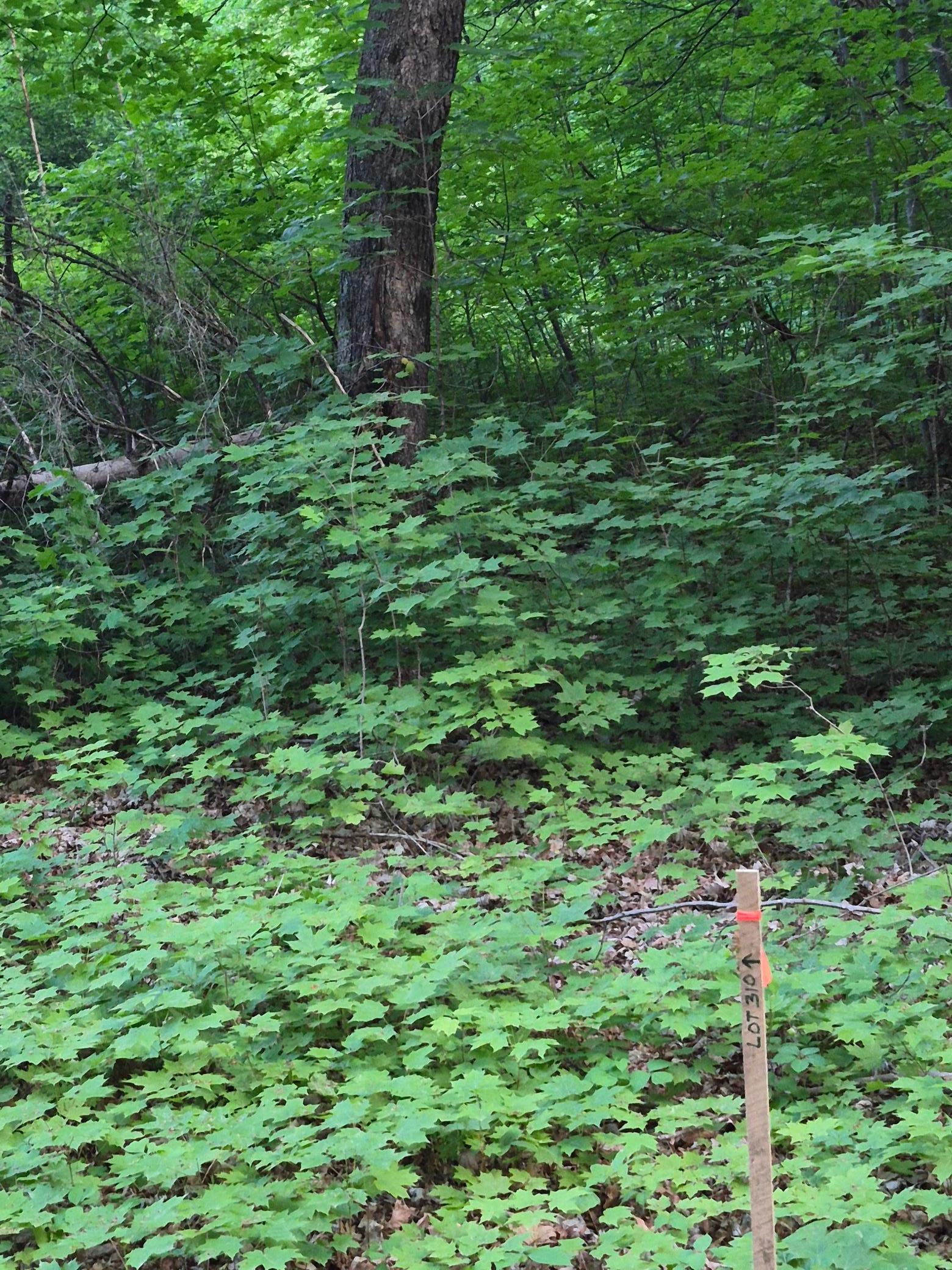 Tbd, Lots 310, 353, And 354 195th Place Property Photo 1