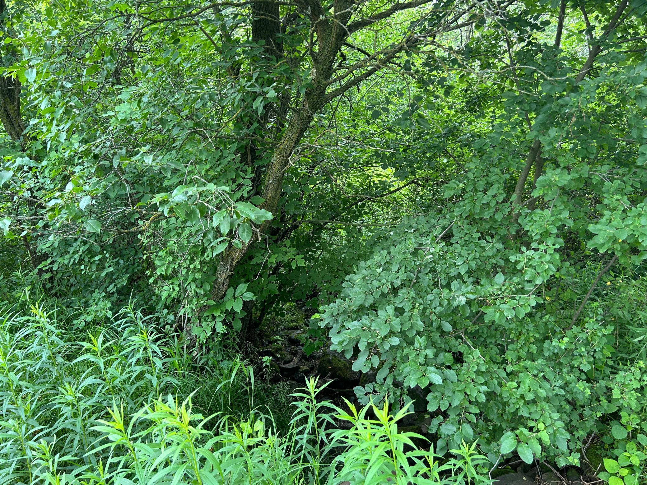 Tbd Us Hwy 12 Property Photo 8