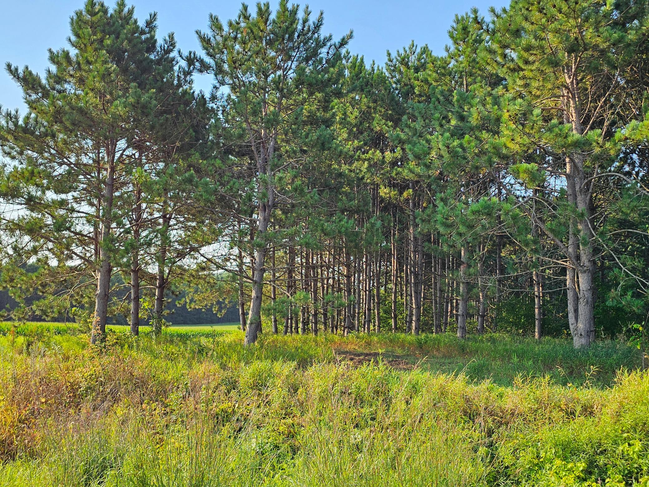 Lot 18 115th Avenue Property Photo 6