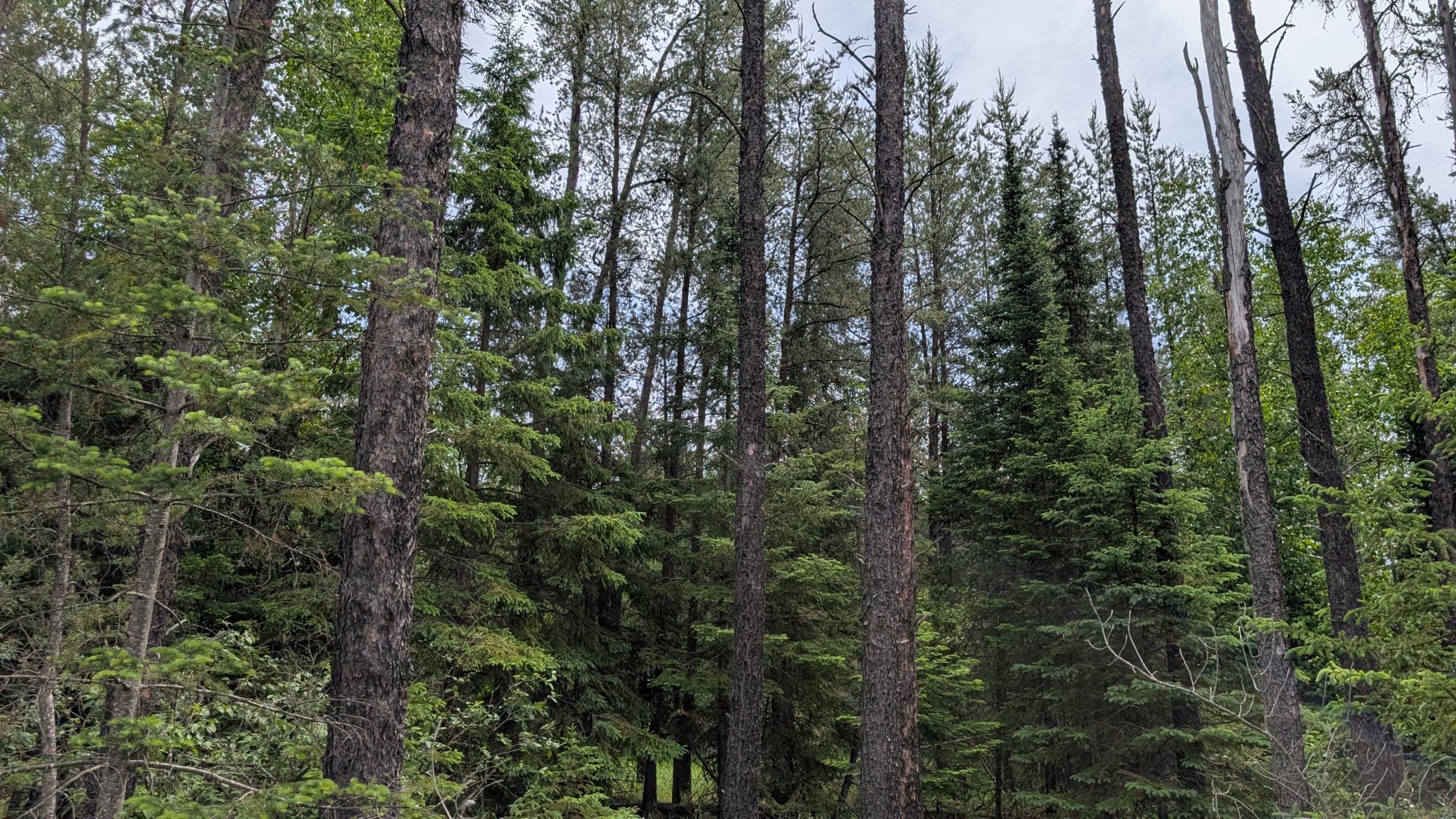 Tbd Vermilion Trail Property Photo 5