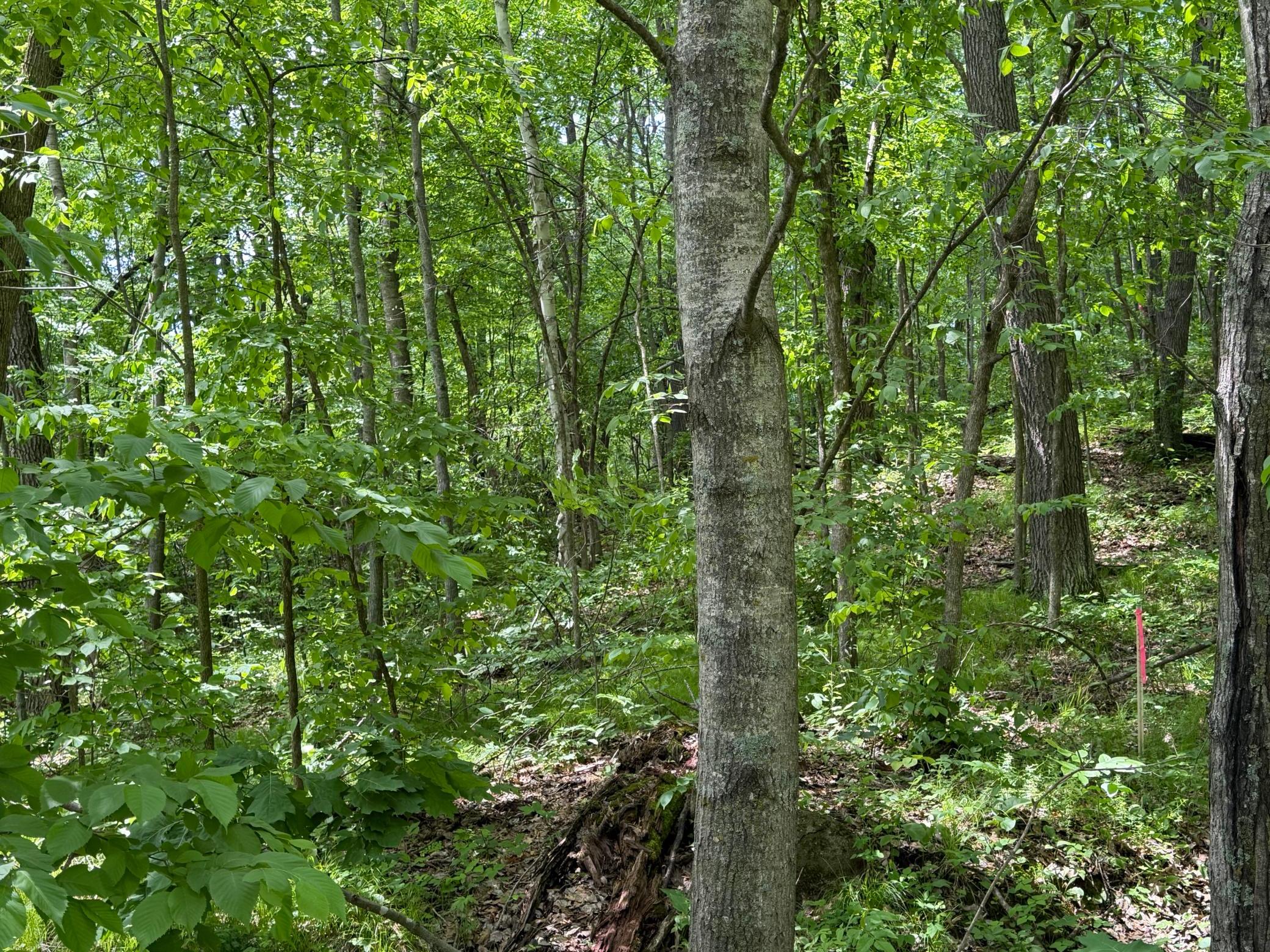 Tbd Hickory Lane Property Photo 9