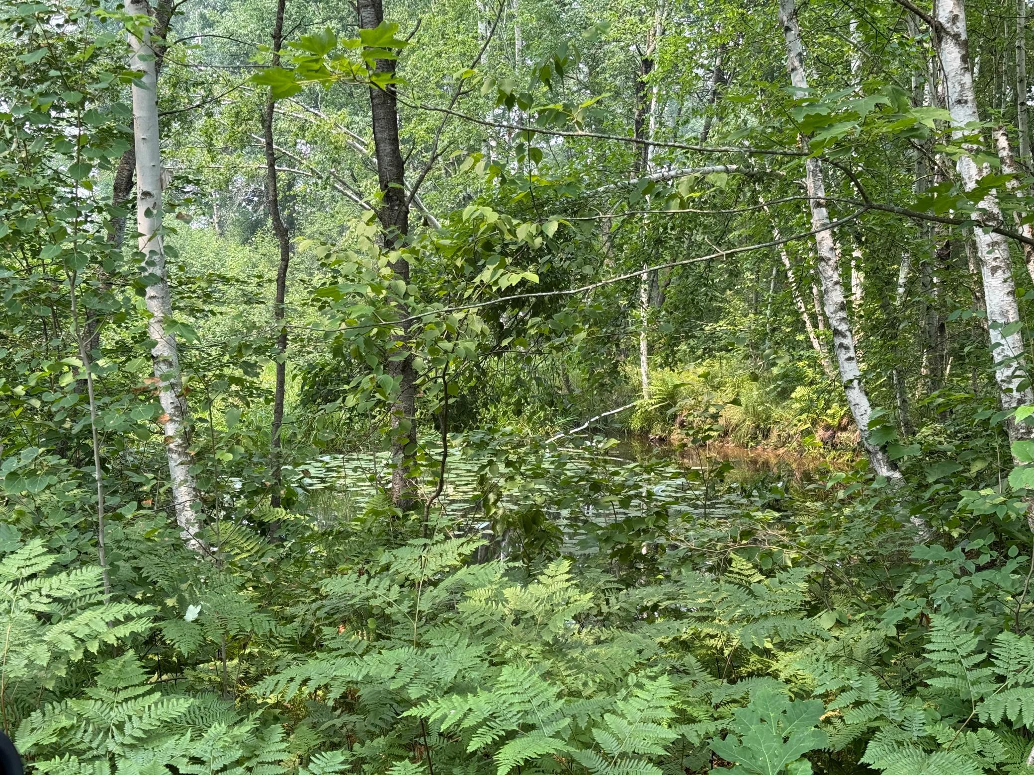 Tbd Bb Mann Road Property Photo 20