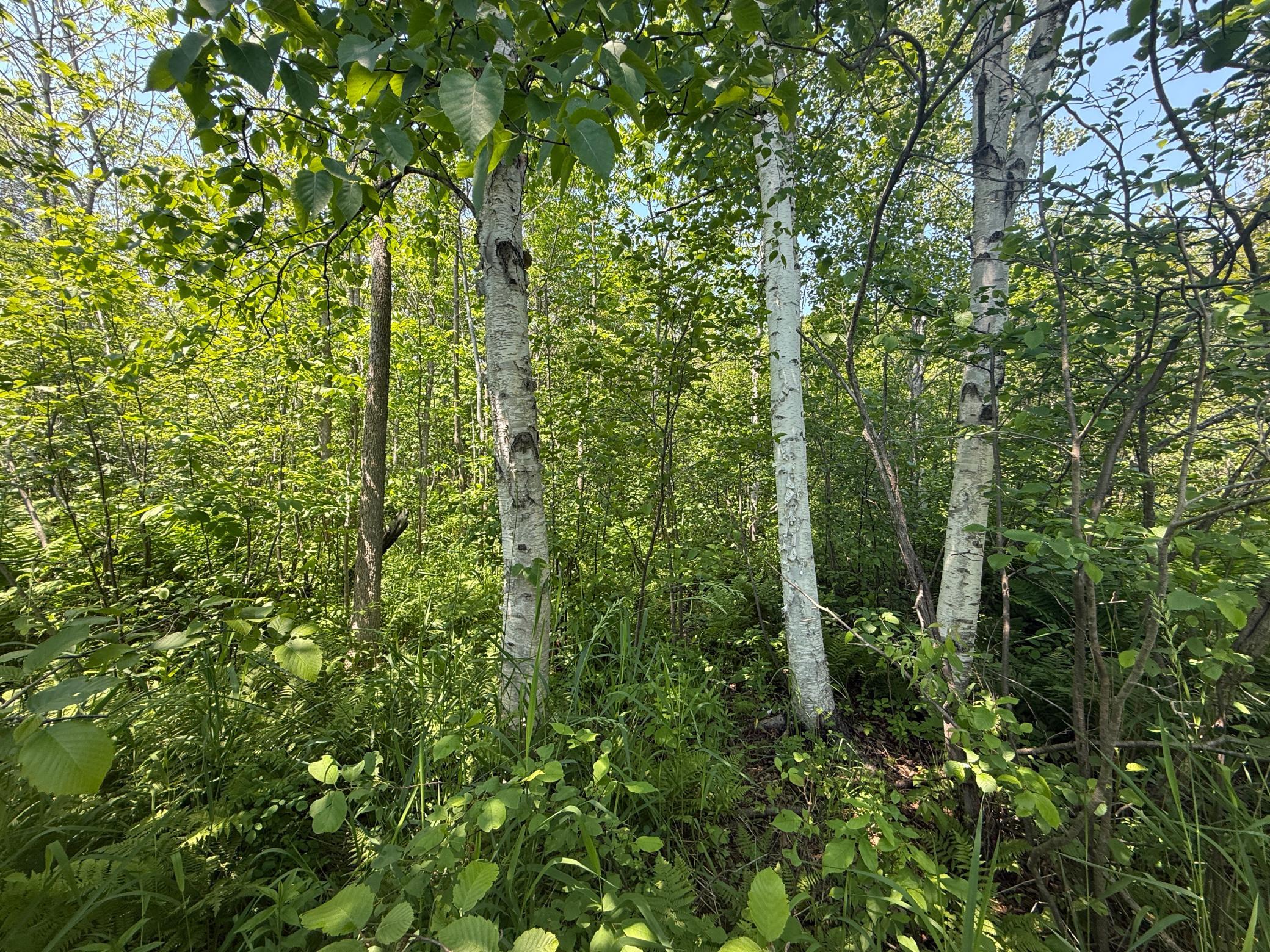Tbd Scenic Dr. Property Photo 6