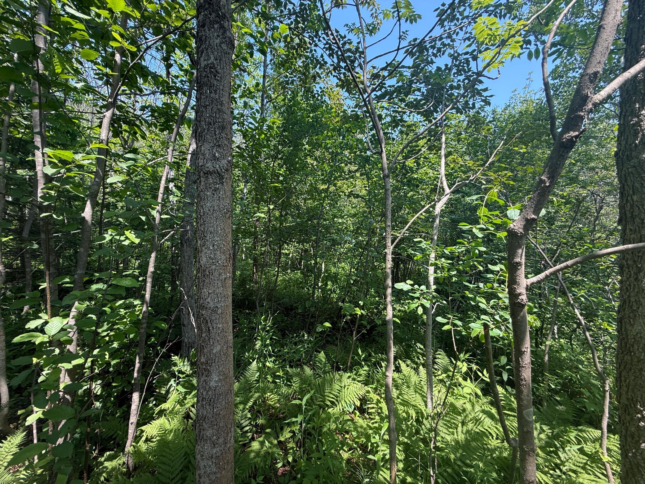 Tbd Scenic Dr. Property Photo 10