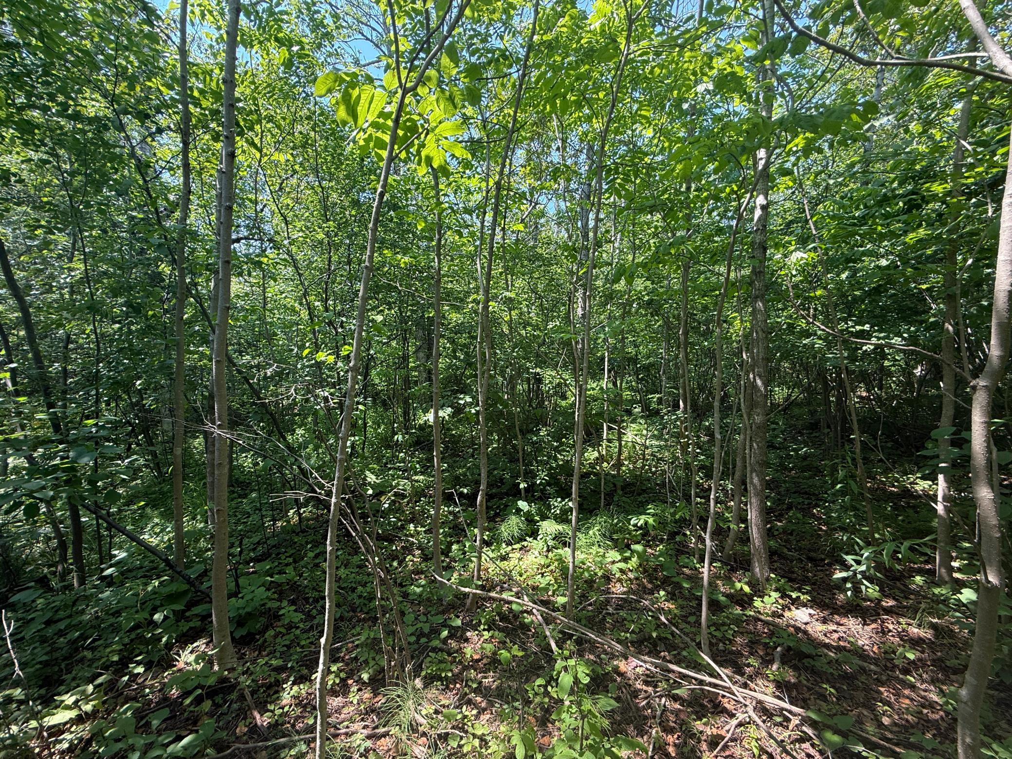 Tbd Scenic Dr. Property Photo 12