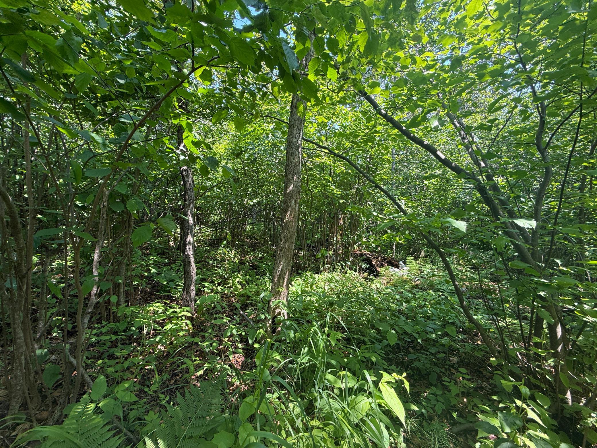 Tbd Scenic Dr. Property Photo 13
