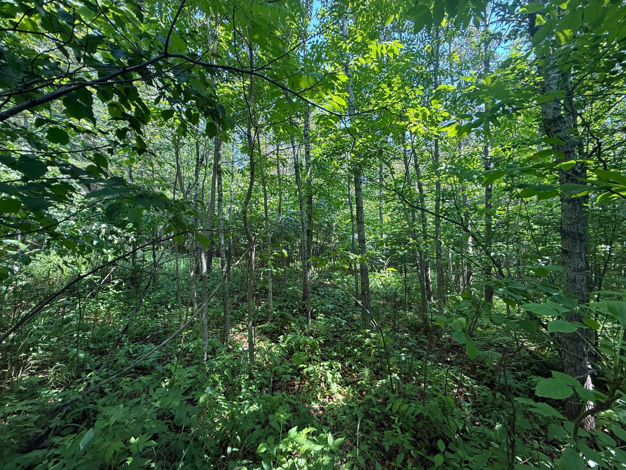Tbd Scenic Dr. Property Photo 14