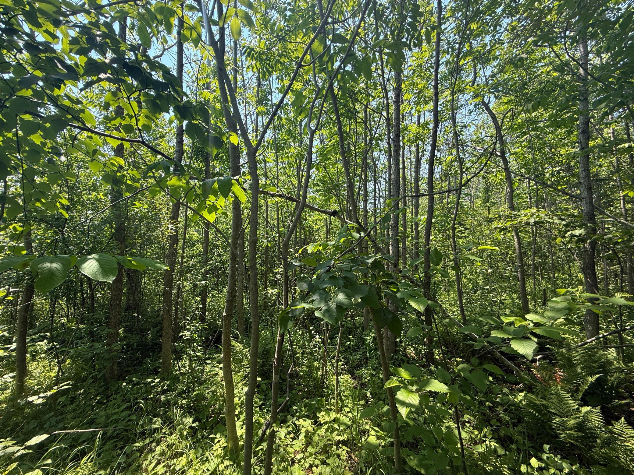 Tbd Scenic Dr. Property Photo 16