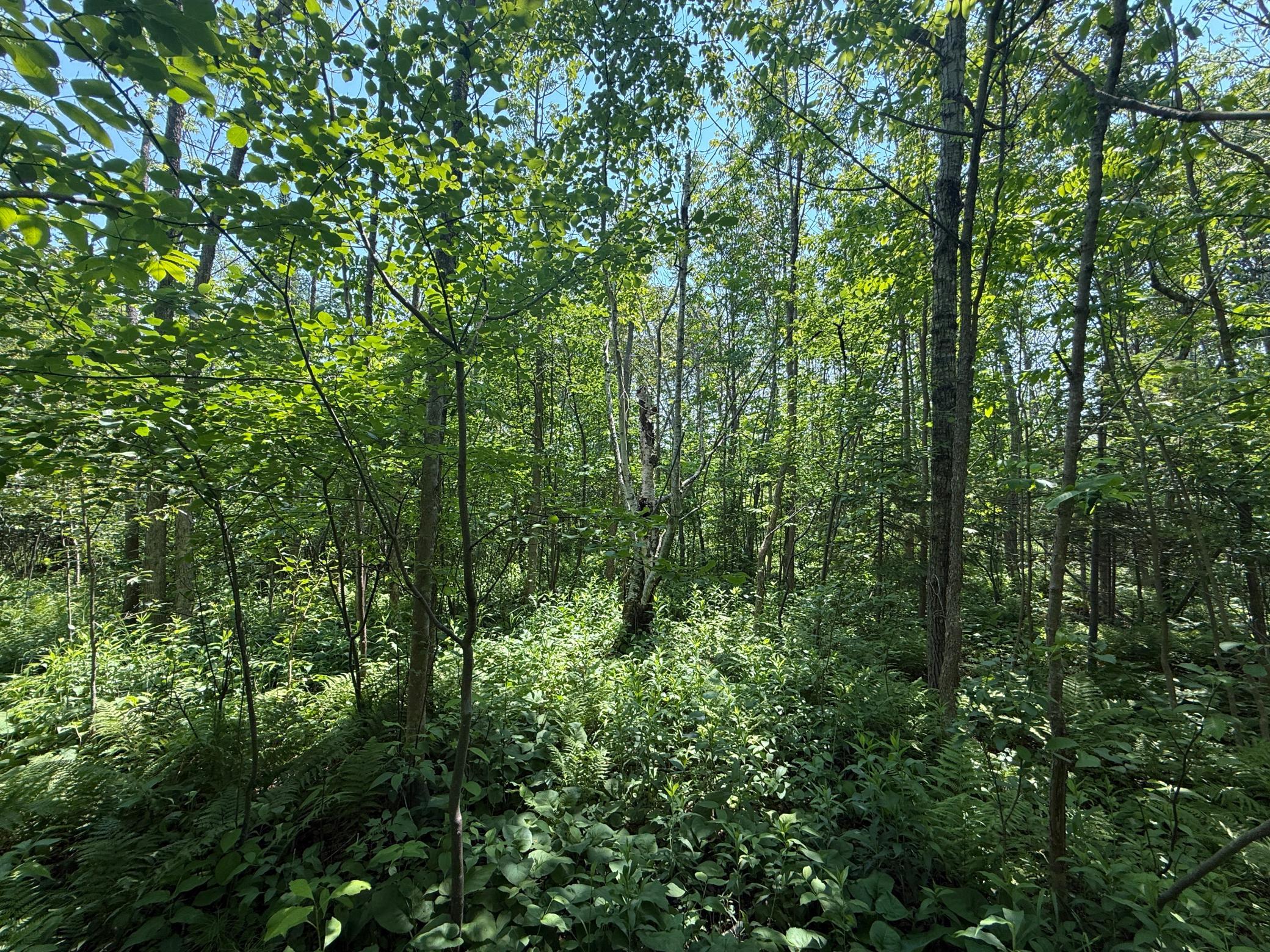Tbd Scenic Dr. Property Photo 17