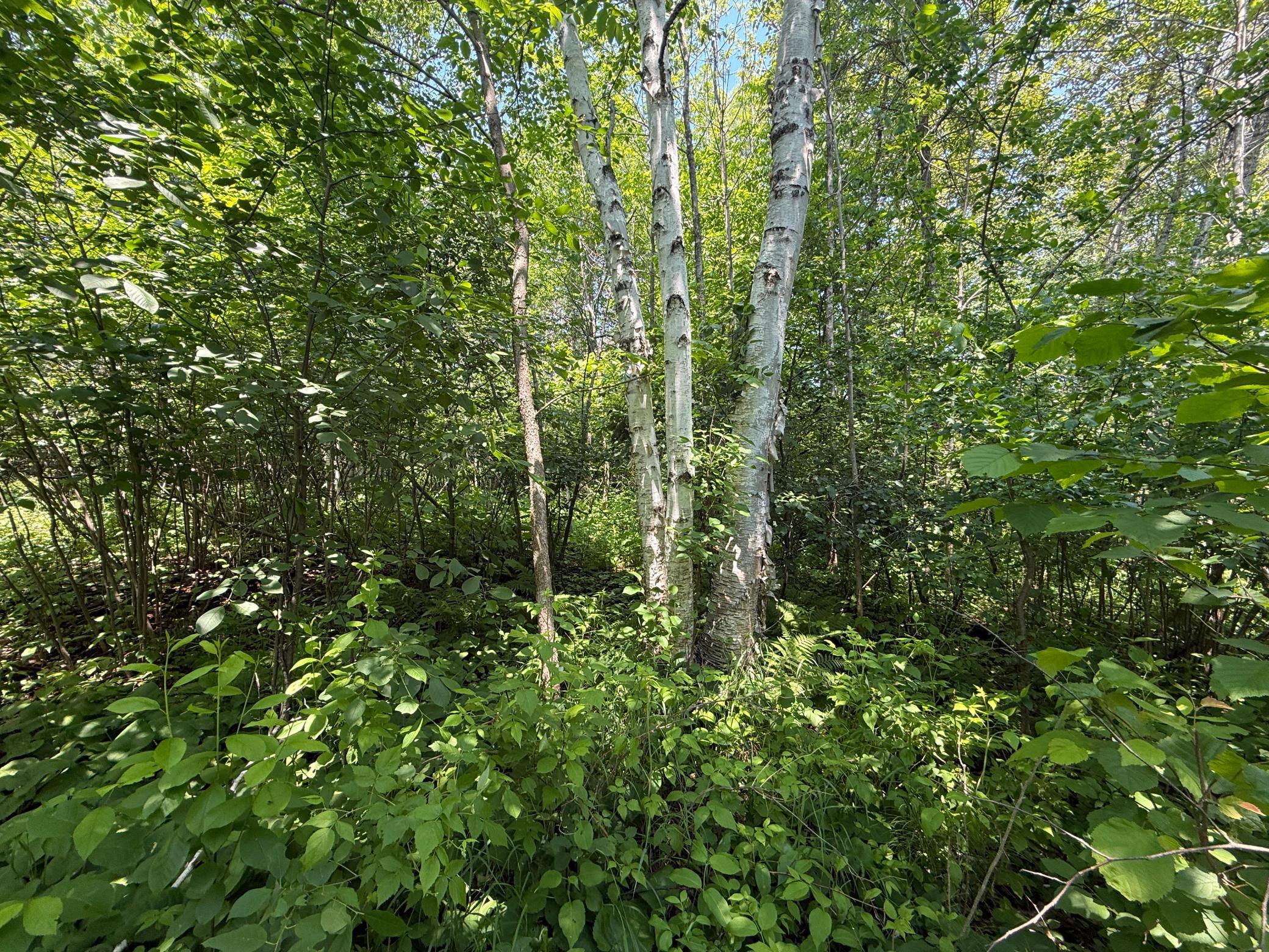 Tbd Scenic Dr. Property Photo 18